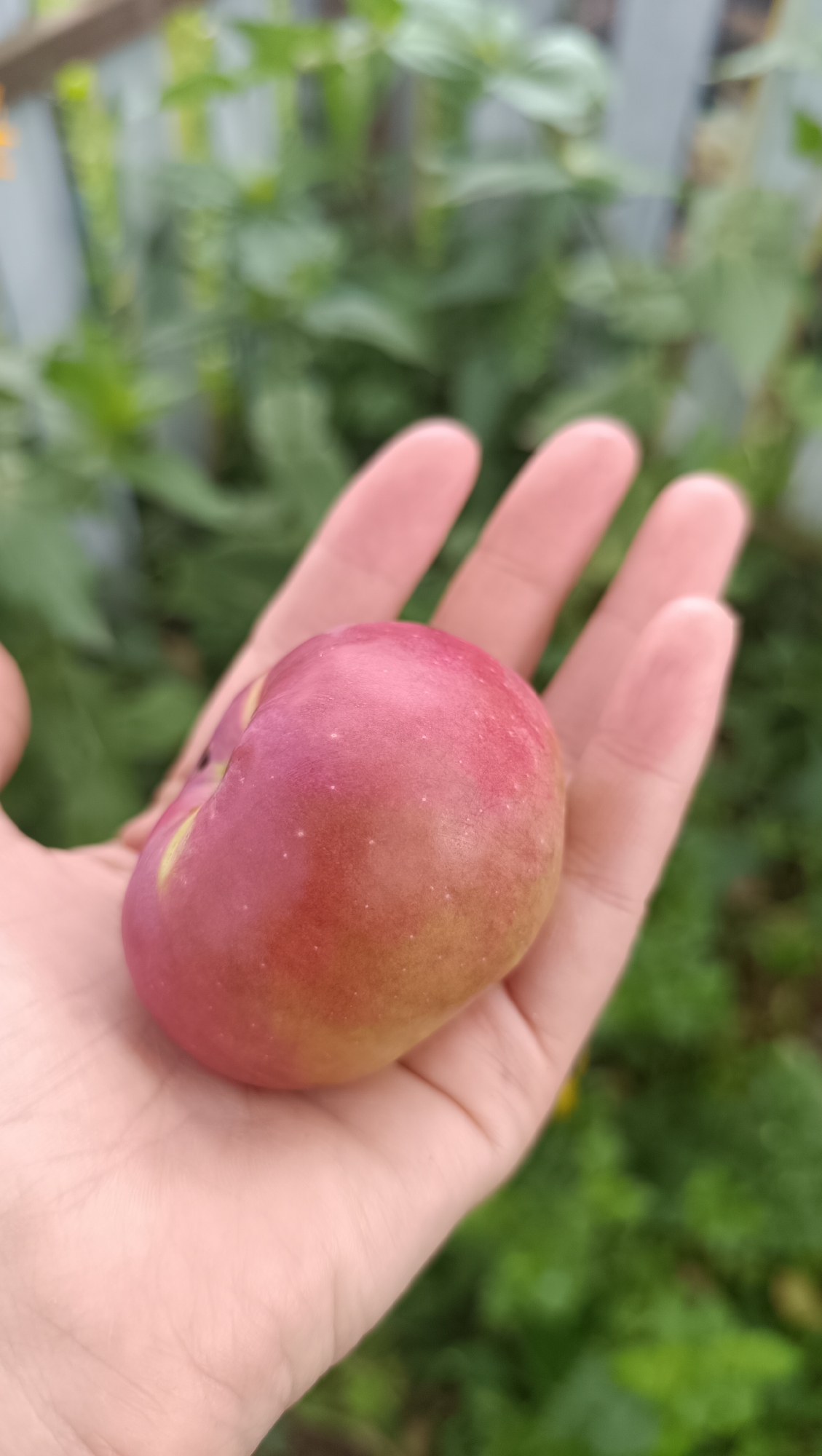 A close-up, eye-level shot shows a person's open palm holding a single, ripe apple. The apple is predominantly red with a gradient of yellow towards the bottom. The hand, with visible fingers and palm lines, is supporting the fruit. The background is blurred, suggesting an outdoor environment with green foliage and a hint of a fence. There is no indication of the city of Karsha, Russia.