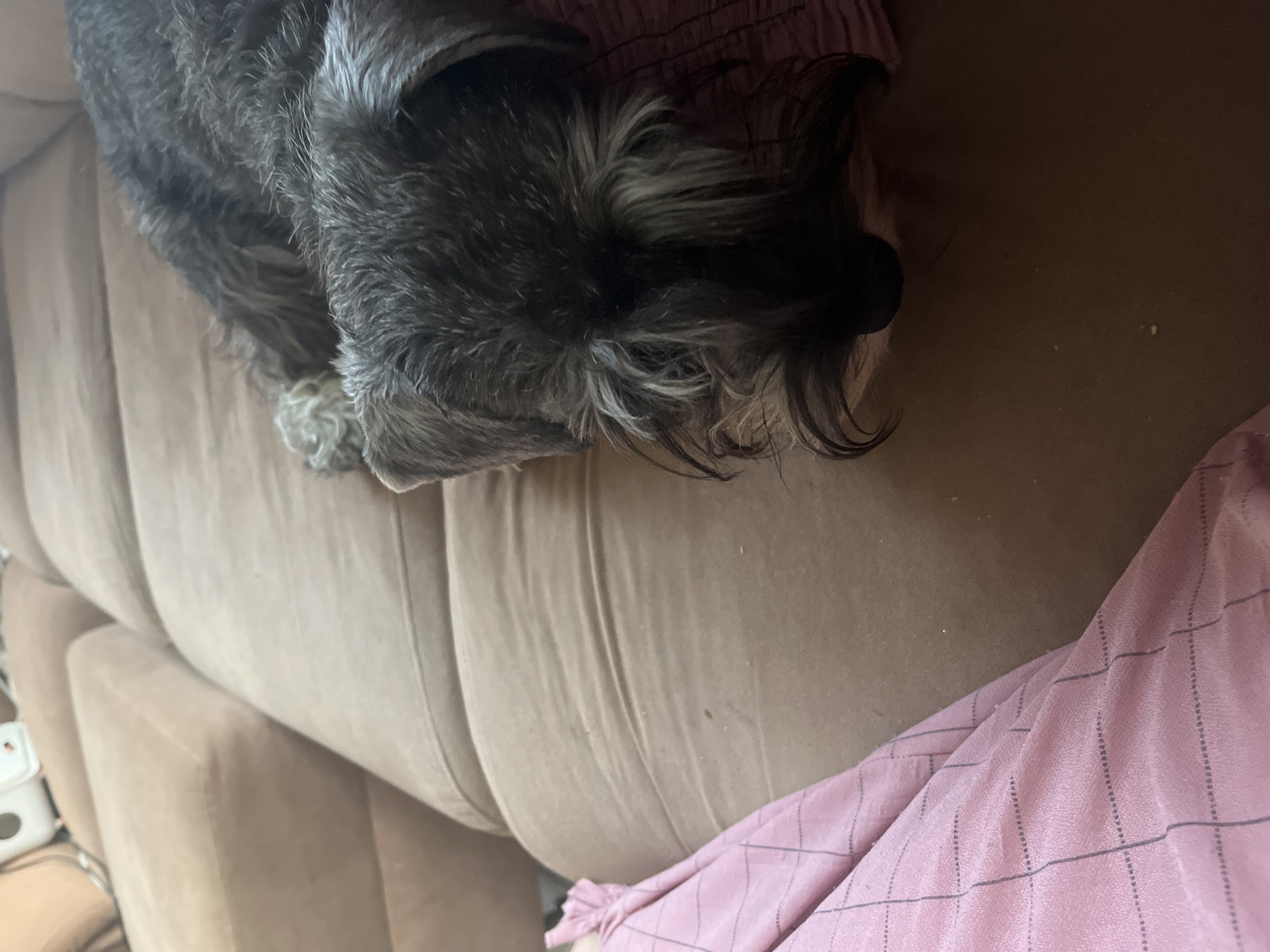 A schnauzer-type dog is sleeping on a tan-colored sofa. The dog is mostly dark gray with some lighter gray on its face and legs. The dog's head is resting on a pink, patterned cloth. To the left of the dog, a pink fabric with a dark grid pattern is visible. The background is a tan sofa with visible cushions. The image is taken from a slightly elevated angle, looking down at the dog. There are no people visible in the image. The location is not specified in the image.