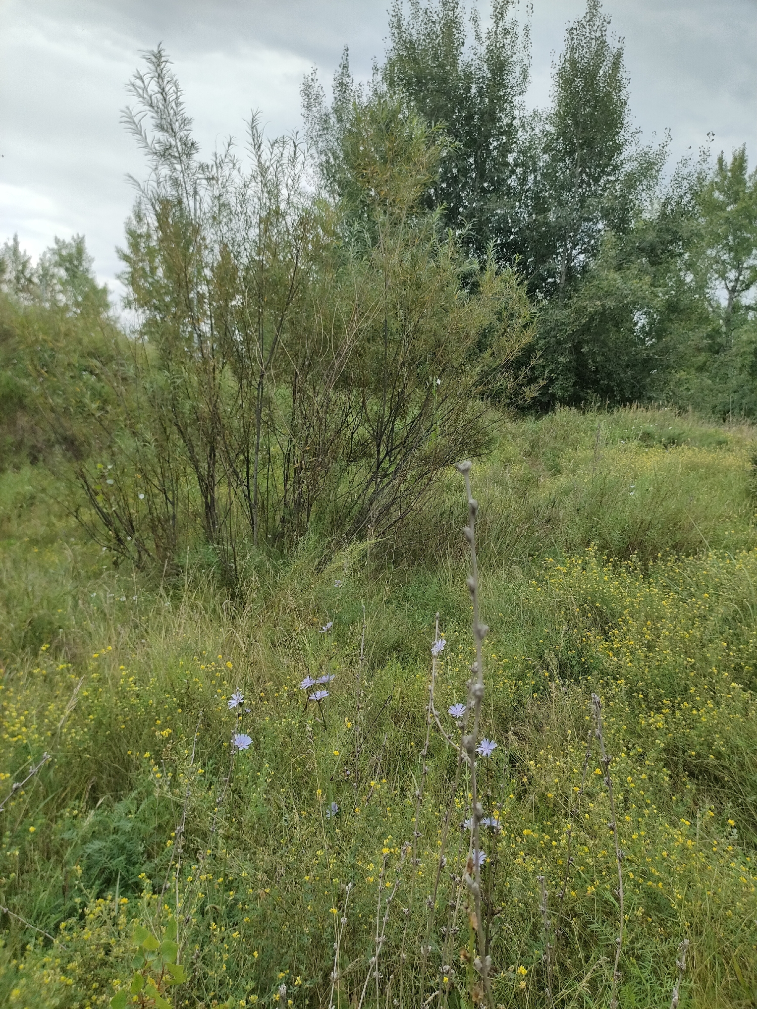 This image depicts a natural landscape with dense vegetation under an overcast sky. The foreground is dominated by tall, dry grass and scattered small yellow flowers. A prominent, thin, greyish stalk with a bud-like tip extends vertically in the center-right of the frame, with a few small purple flowers blooming on other stalks in the mid-ground. To the left, a thicket of thin, branching trees with green and brown foliage stands out. In the background, a line of larger, mature trees with dense green canopies forms a natural barrier. The overall environment suggests a rural or undeveloped area. The location is identified as Petropavl, Kazakhstan. There are no people, animals, or man-made structures visible in the image.