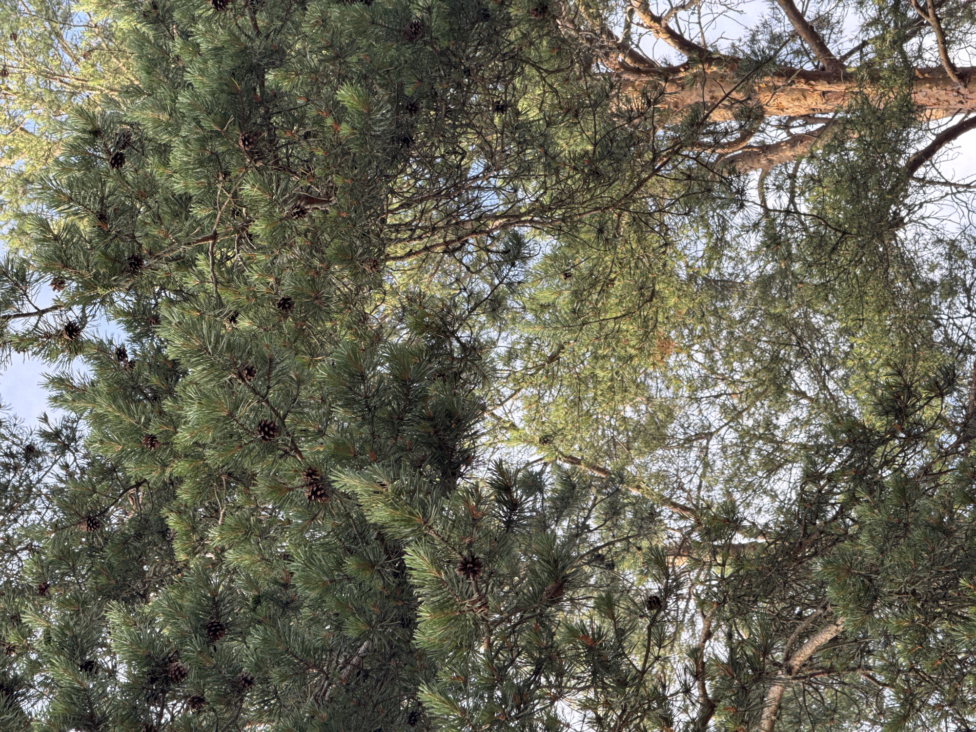 The image is a low-angle, close-up shot looking up into the canopy of pine trees. Numerous pine cones are visible amongst the dense green needles and brown branches. The light filters through the foliage, revealing the blue sky in some gaps. The scene appears to be a natural outdoor environment, likely a forest or park. There are no people or man-made structures directly visible in the frame, though the presence of a pine forest suggests a location on the outskirts of a populated area, potentially within or near the city of Bolshaya Izhora, Russia, known for its coastal pine forests. The image is static and captures a moment in time, with no discernable action.