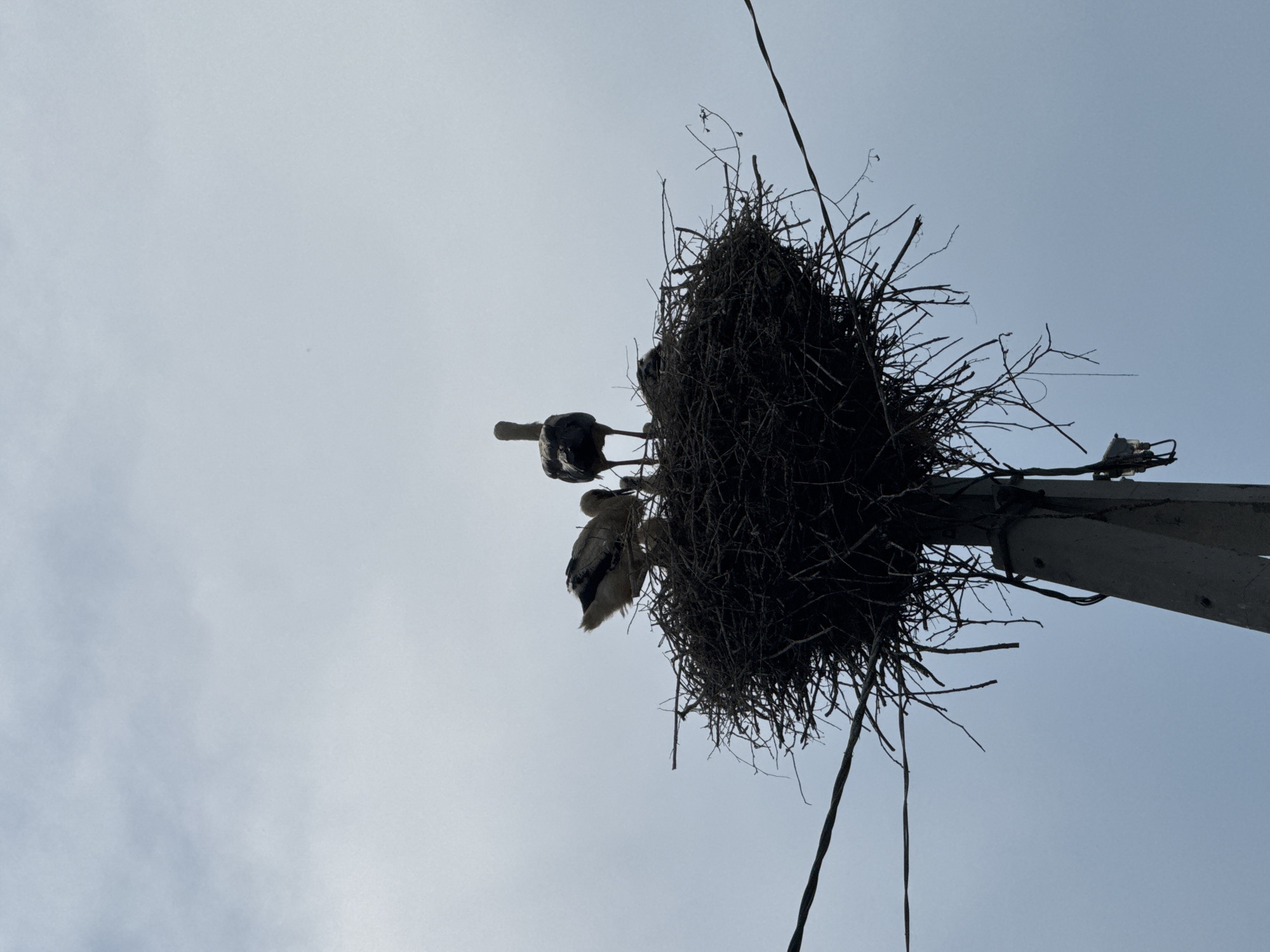 A low-angle, silhouetted shot captures a large, untidy stork's nest constructed of branches atop a concrete utility pole against a pale, overcast sky. Three storks are visible within the nest. One adult stork stands facing right, its back to the viewer, with its head and neck extended upward. To the left, another adult stork faces left, its plumage a mix of white and dark feathers. Partially obscured and nestled amongst the branches are at least two young storks, appearing fluffy and lighter in color. Several electrical wires are strung across the frame, one extending diagonally from the left and another from the right, intersecting near the top of the nest. The scene is set against a neutral, hazy sky, suggesting overcast weather. The composition and subject matter strongly indicate the nest is located in or near the city of Чэрвень, Belarus, a region known for its stork populations.