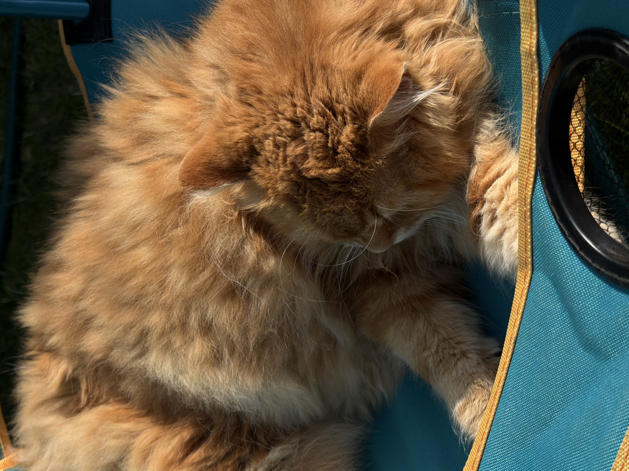 A close-up, high-angle shot shows a ginger cat lying on a teal and orange outdoor chair. The cat is curled up, with its head tucked towards its body. Its fur is long and fluffy, and its eyes are closed. The cat appears to be sleeping. The chair is in a grassy outdoor area, with sunlight casting shadows on the ground. The image is sharp and well-lit, with a shallow depth of field that blurs the background. The cat's fur is the primary focus of the image, and its texture is captured in detail. The colors are vibrant, with the orange of the cat's fur contrasting with the teal of the chair. The image conveys a sense of peace and tranquility.