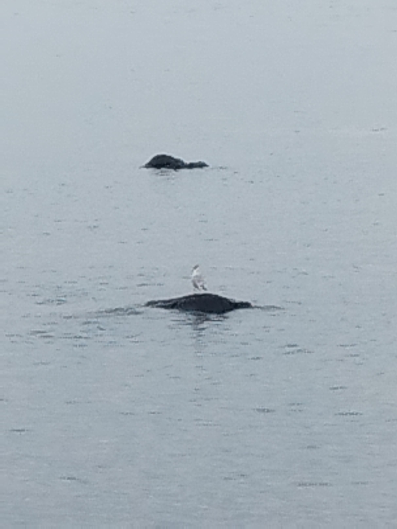 Two dark, low-lying rocks are visible in the water. On the closer rock, a white bird with dark markings on its wings is perched. The water is calm and appears to be a light gray color. The scene suggests an outdoor environment, likely a coastal area. The location is specified as the city of Antibes, France.