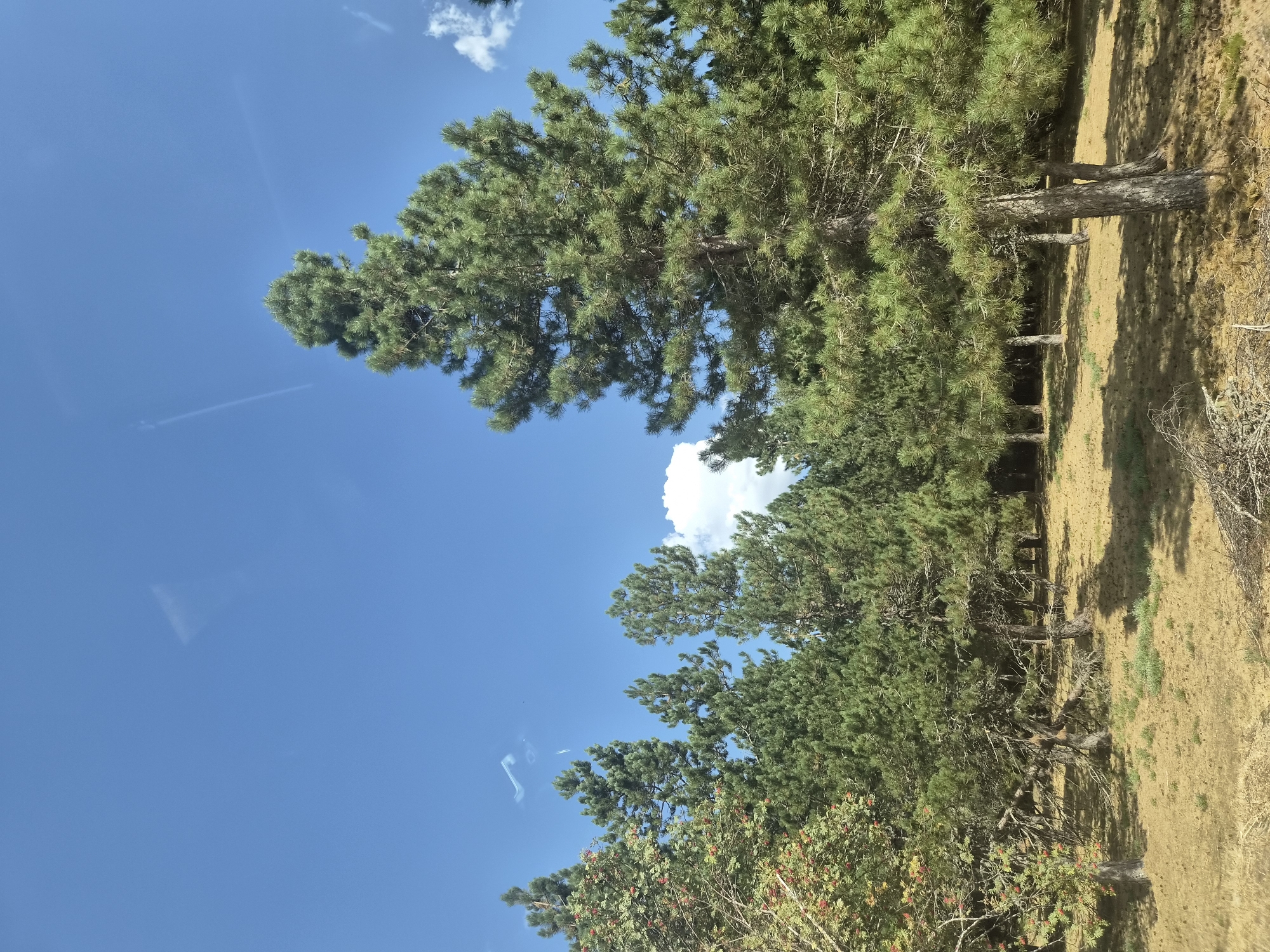 The image depicts a forest scene with tall evergreen trees under a bright blue sky. The ground is covered in dry, yellowish-brown grass and scattered debris. In the foreground, there are several pine trees with thick foliage and textured bark. To the left, a tree with red berries is visible. The background consists of a dense formation of pine trees. There are a few wispy clouds and contrails in the sky, suggesting the presence of aircraft. The overall impression is of a dry, sun-drenched woodland. No people are visible in the image.