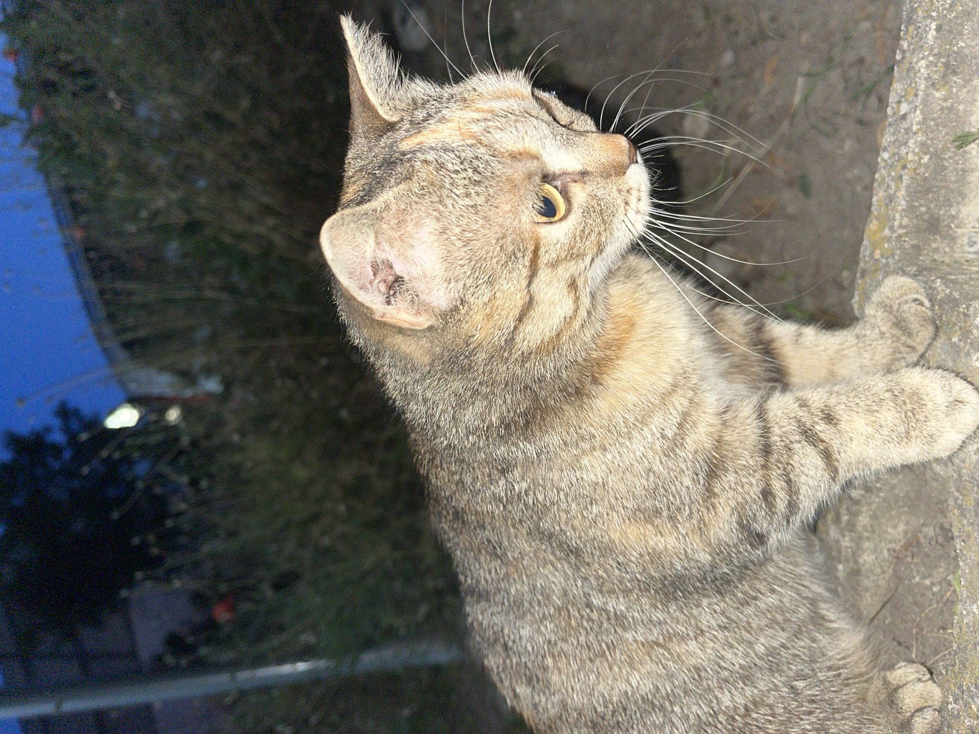 This media file is a close-up, high-angle shot of a tabby cat sitting outdoors. The cat is mostly light brown with darker brown stripes. Its eyes are yellow and it is looking to the right, with its head tilted slightly upward. The cat's fur appears soft and well-groomed.
The background is blurred but suggests an outdoor setting with greenery, possibly trees or bushes. To the left of the cat, there is a bright blue area, which could be a reflection or part of an object. To the right, the cat is resting on a rough, greyish surface, which looks like concrete or stone. The lighting suggests it is daytime, but the overall image has a slightly dark tone, possibly indicating it was taken in the shade or during late afternoon.
The cat appears calm and observant, with no signs of distress. There are no people or text visible in the image. The location context of Shumen, Bulgaria, does not offer specific visual cues within the image itself.