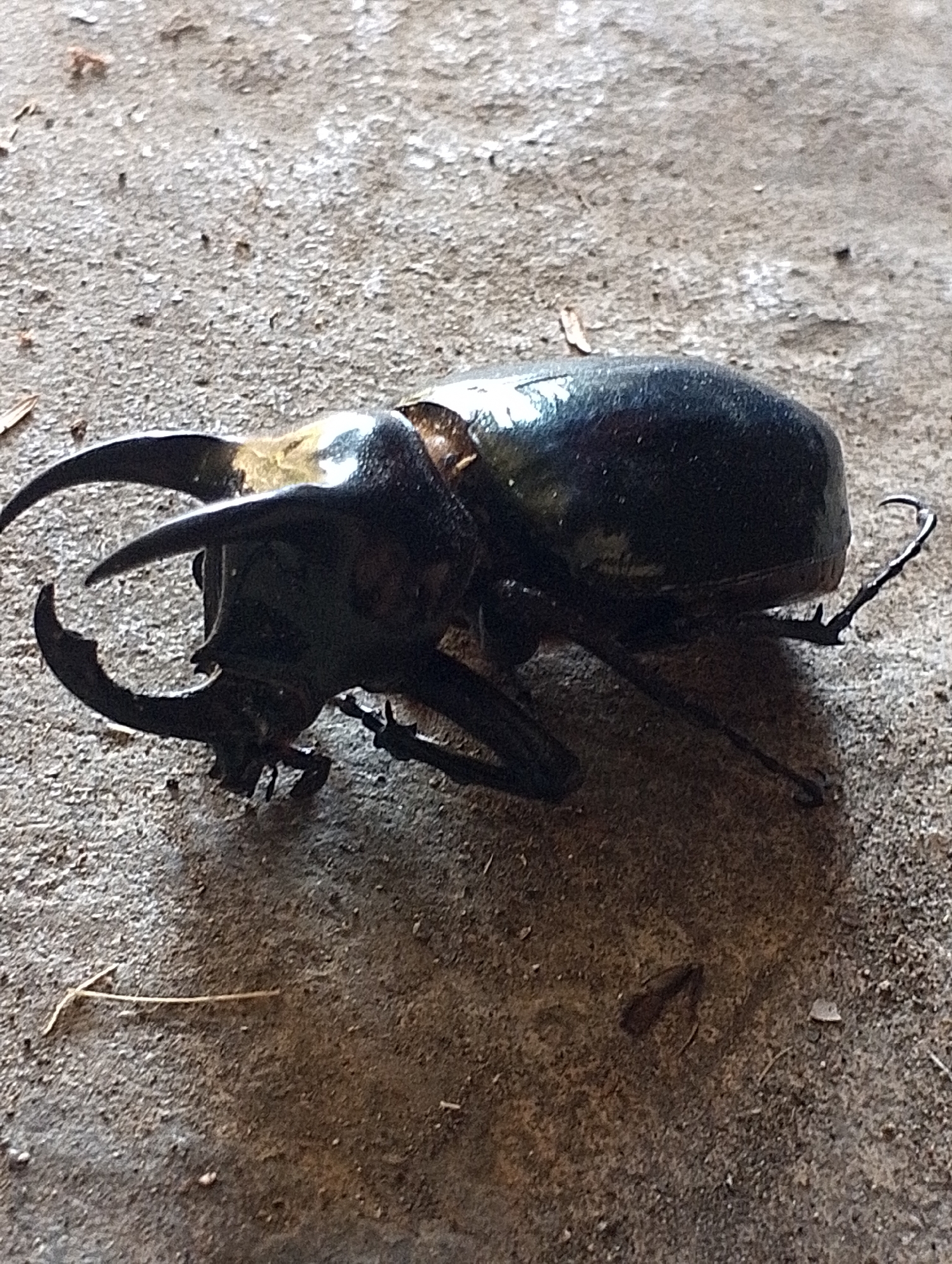 A large, black rhinoceros beetle with prominent horns lies on a gritty, greyish-brown surface. The beetle is positioned horizontally, facing left, with its head and thorax in sharp focus, showing intricate details of its horned structure. The carapace is smooth and shiny, reflecting light. The legs are visible, with one hind leg extended to the right. The background appears to be a rough, textured surface, possibly concrete or dry earth, with scattered small pebbles and a few dry leaves or twigs. The lighting suggests an outdoor setting, with shadows cast by the beetle indicating a light source from the upper right. The overall scene is one of a single insect in its natural or semi-natural environment. This image was taken in Tomohon, Indonesia.