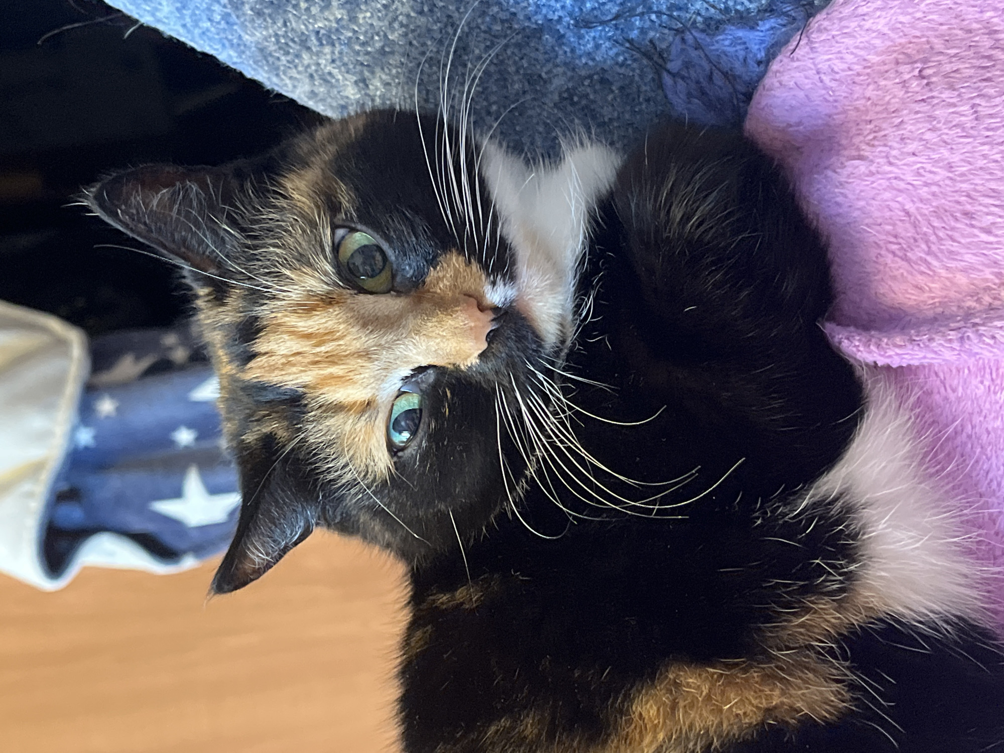 The image is a close-up of a calico cat resting on a textured surface. The cat has black, orange, and white fur, with green eyes. Its whiskers are prominent and white. The background is blurred, showing hints of fabric with star patterns and solid colors in shades of blue and purple. The lighting suggests an indoor setting. The image does not provide any information about the city of Chaikovsky, Russia, or any forensic details.