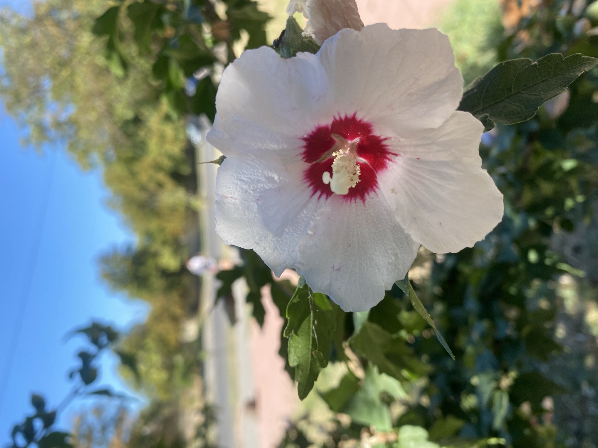 A close-up shot focuses on a white hibiscus flower with a red center, set against a blurred background of green foliage, trees, and a clear blue sky. In the distance, a person is walking on a paved path. The flower, with its delicate white petals and vibrant red accents, is the central subject, capturing the essence of a serene natural setting within an urban environment.