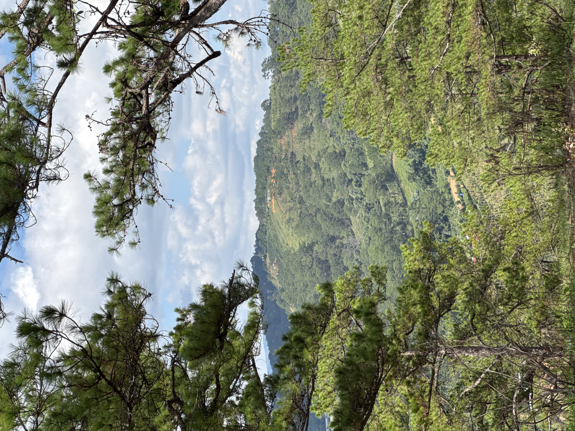 The image depicts a landscape scene in Păng Tiêng 1, Vietnam, with a view of a lush, green mountainside partially obscured by pine trees in the foreground. The sky is visible through the branches, revealing a partially cloudy day. A winding path can be seen on the mountainside, leading towards what appears to be a small cluster of buildings. The scene conveys a sense of natural beauty and a relatively remote or rural setting.