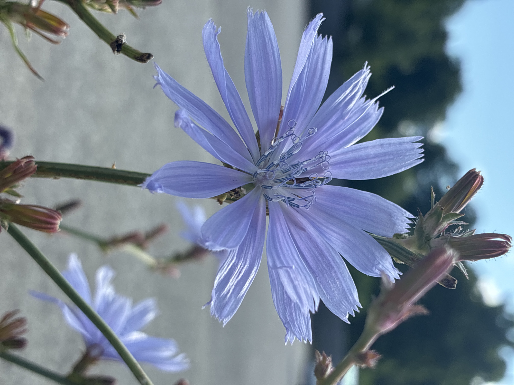 The image shows a close-up, eye-level view of a bright purple chicory flower in bloom. The flower is the primary subject, with its delicate petals and intricate stamen prominently featured. The background is a soft blur of green foliage and a pale blue sky, suggesting an outdoor setting. The ground is a gray, asphalt-like surface. Several unopened chicory buds are visible, some a reddish-brown hue, interspersed with the blooming flower. The overall impression is a serene, natural scene, likely captured during daylight hours. The location is identified as Uuemõisa, Estonia.