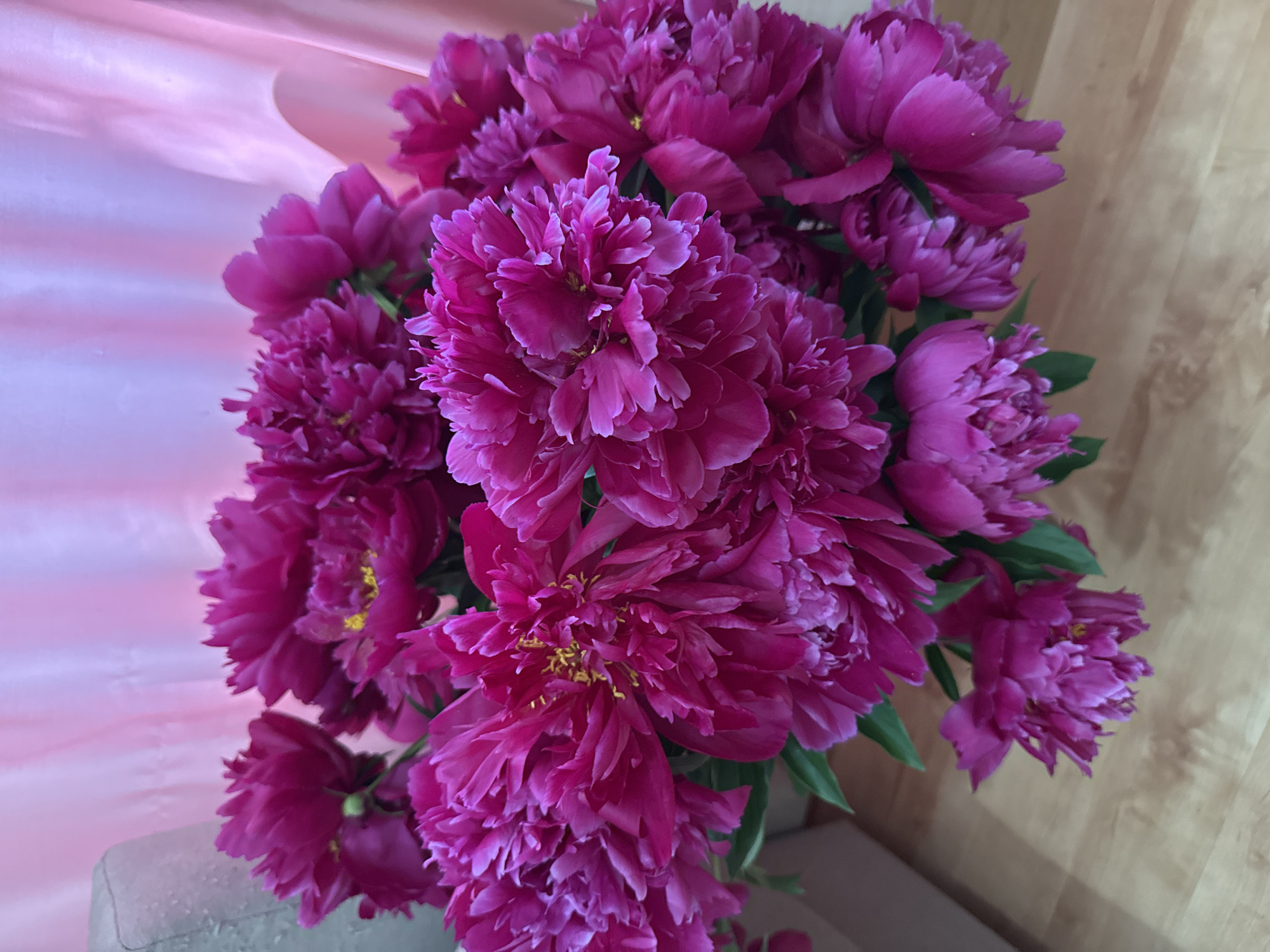 A bouquet of vibrant fuchsia peonies is displayed in a vase, set against a backdrop of soft pink fabric. The flowers, with their numerous ruffled petals and hints of yellow stamens, fill the frame. To the left of the bouquet, a portion of a pale gray sofa or chair is visible. The flowers rest on a light brown wooden surface, likely a table or floor. The overall impression is one of a domestic setting, possibly a home in Chaikovsky, Russia, given the context of the request. There are no people present in the image.