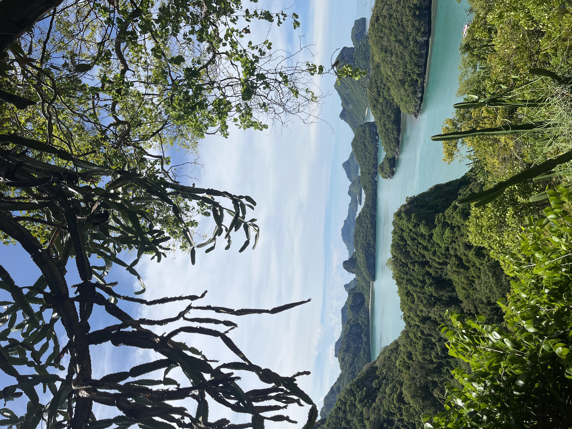 The image displays a scenic overlook of Ang Thong National Marine Park in Thailand. The foreground is dominated by lush green foliage and cactus-like plants. In the mid-ground, a bay with turquoise waters is visible, surrounded by numerous verdant, rocky islands. The sky is a clear blue with scattered white clouds. There are no people or active events depicted in the image.