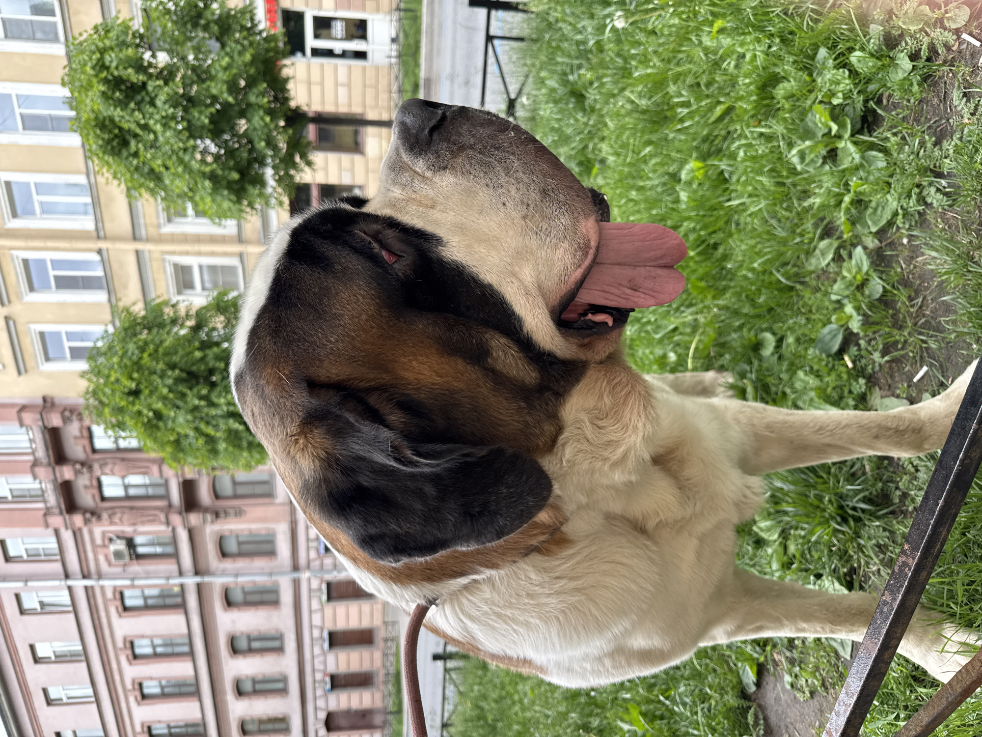 A Saint Bernard dog is lying on green grass, its tongue hanging out. The dog is wearing a leash. In the background, there are buildings, likely residential, a tree and some fencing. The location is likely the city of Saint Petersburg, Russia, given the architecture of the buildings.