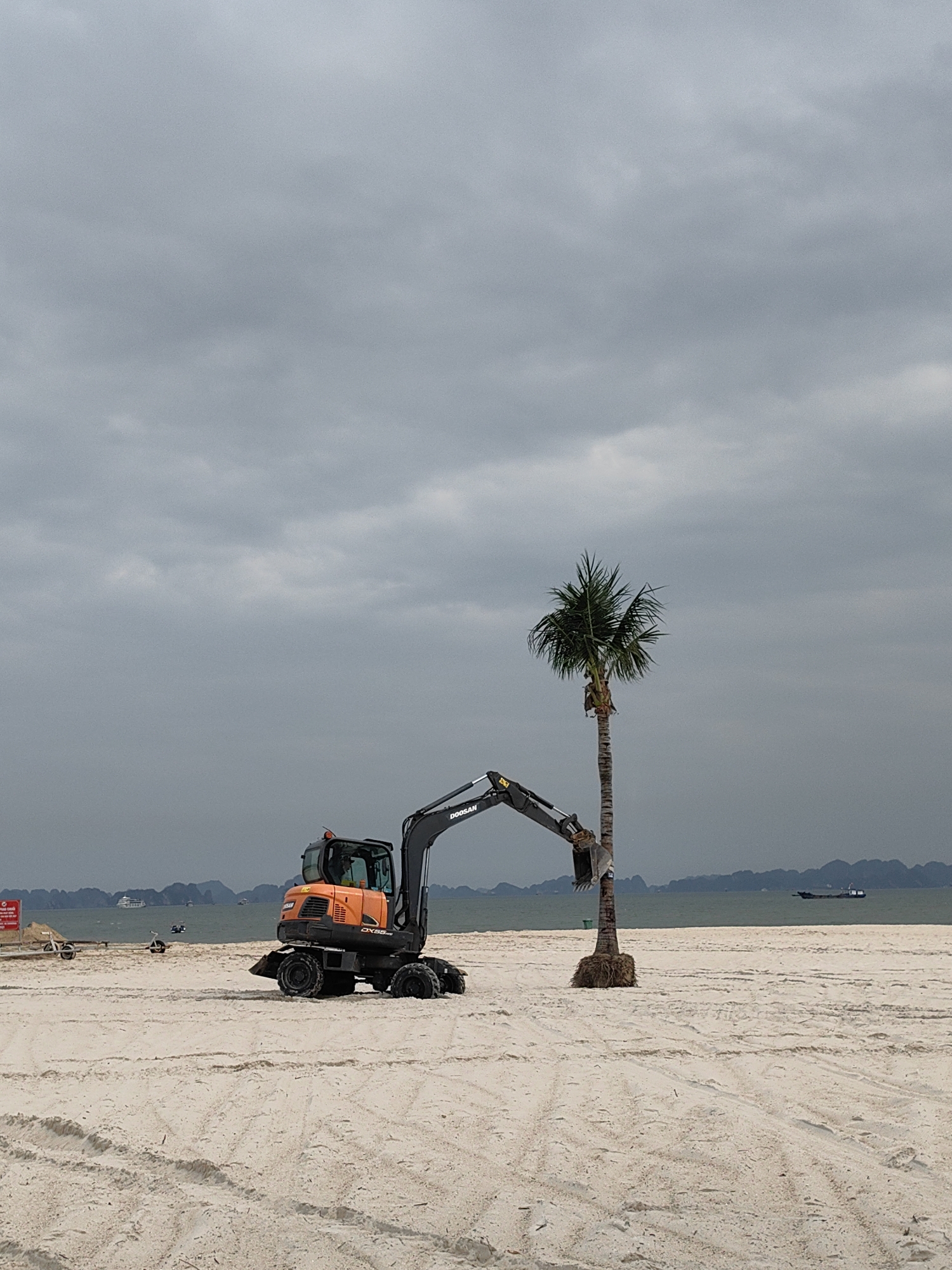 The image depicts a scene of landscaping or construction work on a sandy beach under an overcast sky. In the central mid-ground, a wheeled orange and black Doosan DX65R excavator is positioned next to a tall palm tree. The excavator's mechanical arm is extended and positioned near the trunk of the palm tree, suggesting it is either planting, adjusting, or providing support to the tree. The base of the palm tree is visibly wrapped in burlap or a similar protective material, indicating it has been recently moved or is being prepared for relocation.
The beach foreground consists of light-colored sand, marked by numerous tire tracks and disturbances, suggesting recent vehicle activity. In the background, calm, grey-blue sea water extends to a horizon lined with numerous dark, mist-shrouded karst formations or islands, characteristic of the Ha Long Bay area. Several boats are visible on the water, including a distinct barge-like vessel further to the right and smaller, distant specks.
The sky is uniformly overcast with heavy grey clouds, indicating a lack of direct sunlight. No people are visible in the immediate vicinity of the excavator or palm tree. A red sign is partially visible on the far left of the beach, but its text is unreadable. The scene conveys an ongoing transformation or development of the coastal landscape.