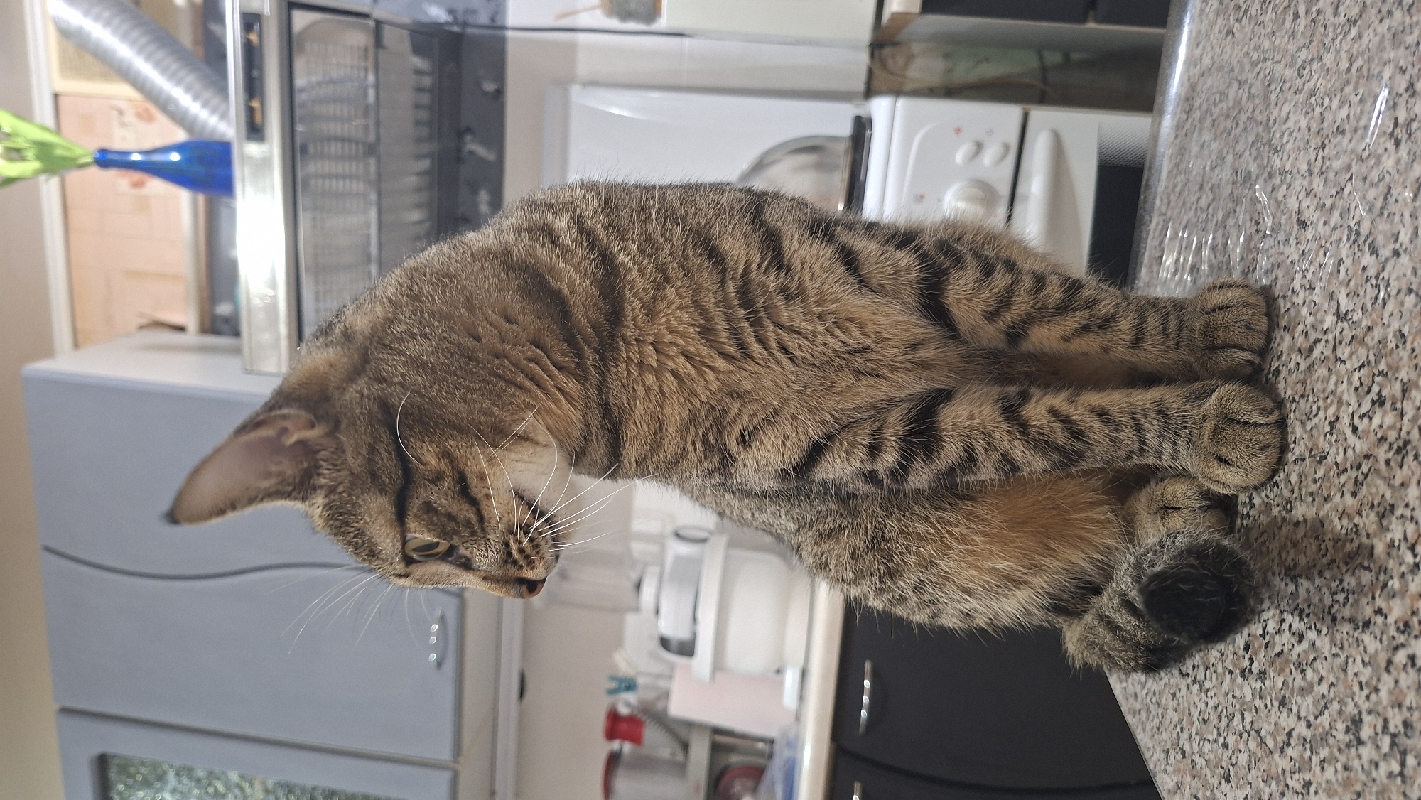A tabby cat is sitting on a speckled countertop in what appears to be a kitchen. The cat is facing left and looking away from the camera, with its head slightly tilted. Its fur is a mix of brown, black, and tan stripes. The background shows kitchen cabinets, a stove, and some appliances. There is a blue vase with green flowers on a shelf above the stove. The location is in the city of Myadzyel, Belarus.