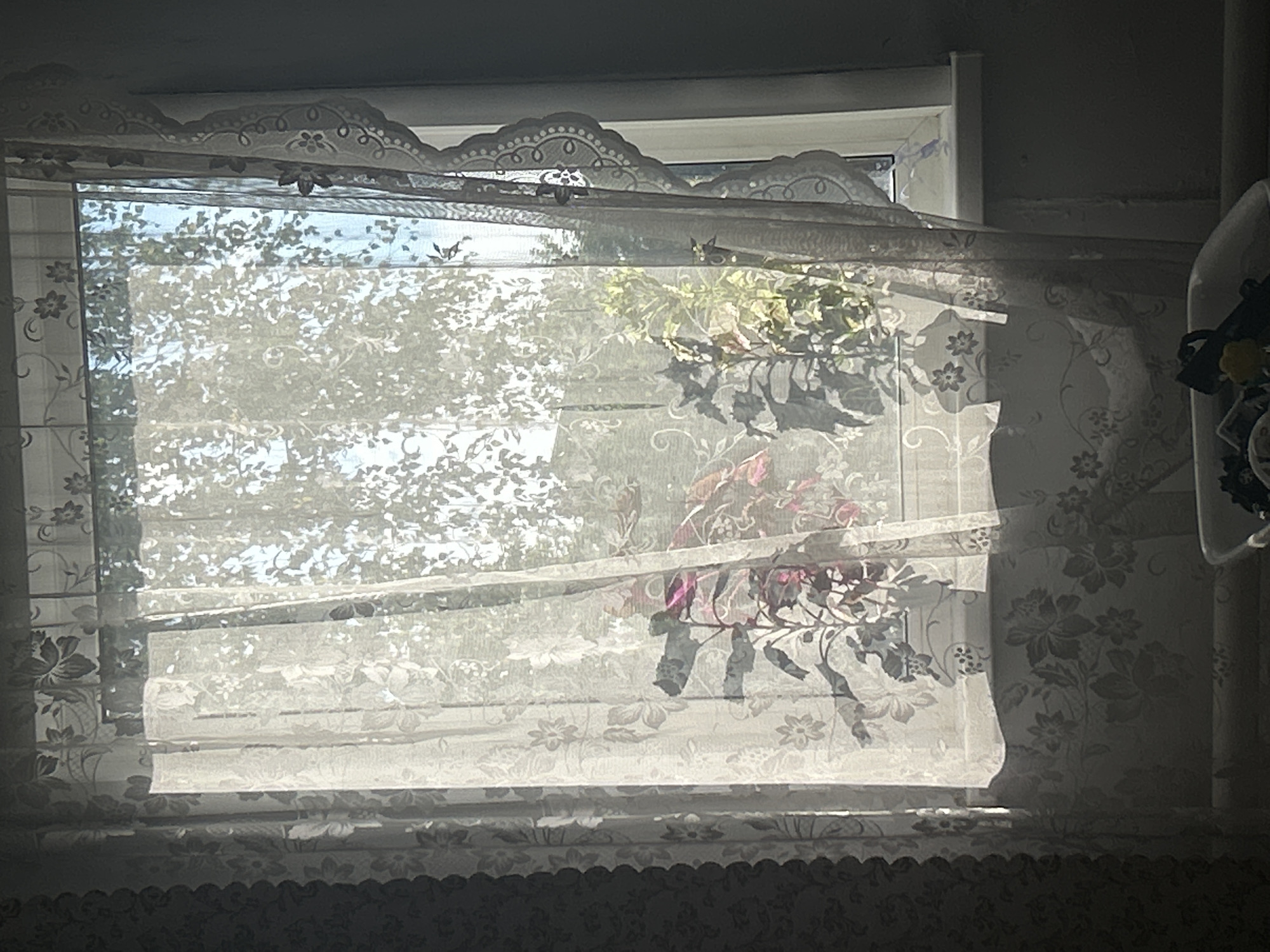 The image shows a window with sheer curtains, through which sunlight streams, illuminating the room and casting shadows. The curtains have a floral pattern. Outside the window, trees with green leaves are visible against a bright sky. Inside, several potted plants are placed on the windowsill. In the foreground, a radiator is partially visible, and a white plastic container with some objects is on the floor. The scene appears to be an interior residential setting. The specific location in Novokuznetsk, Russia cannot be determined from the image alone.