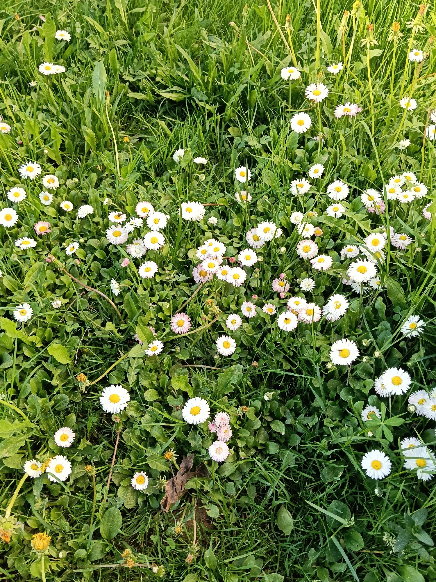 The image shows a close-up view of a field of daisies in Красный Маяк, Russia. The daisies are scattered throughout a patch of green grass. The flowers have white petals and yellow centers. The grass is thick and green, with some blades taller than others. There are also some brown, dried leaves and stems visible in the ground cover. The lighting suggests a natural, outdoor setting, possibly during daylight hours. There is no indication of people or specific actions within the frame. The scene is a natural landscape with wildflowers growing in a field.