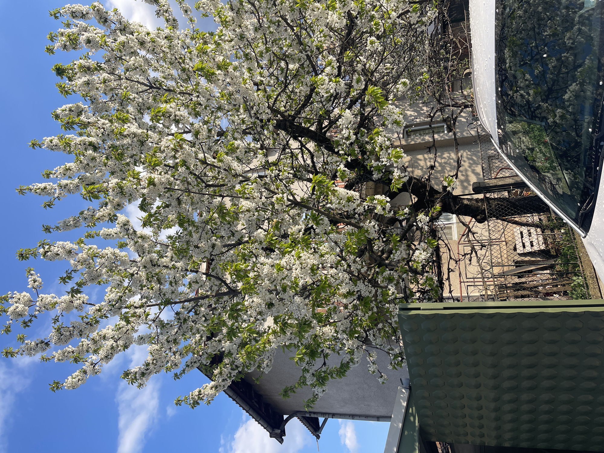 The image captures a vibrant springtime scene in what appears to be a residential area, contextualized as Sofia, Bulgaria. A large, deciduous tree, likely a cherry or plum, dominates the center and left of the frame, profusely covered in small white blossoms and dotted with fresh green leaves. The tree branches extend across the bright blue sky, which features scattered, wispy white clouds, especially visible on the left.
In the background, behind the blooming tree, a light-colored building with a dark roof and a visible window is partially obscured by the branches. To the right, the front portion of a white car is visible, its windshield reflecting the blue sky and the surrounding blossoms. Small water droplets or dew are evident on the car's surface. Below the car and extending into the lower right, a dark green, textured structure, possibly a patio cover or shed roof, adds a contrasting element. A metal fence and other outdoor elements are also discernible through the tree and behind the car.
The scene suggests a clear, bright day, likely late morning or early afternoon, with the recent presence of rain indicated by the moisture on the car. No people or specific activities are visible, presenting a tranquil moment of natural beauty in an urban or suburban setting. There is no visible text in the image.
