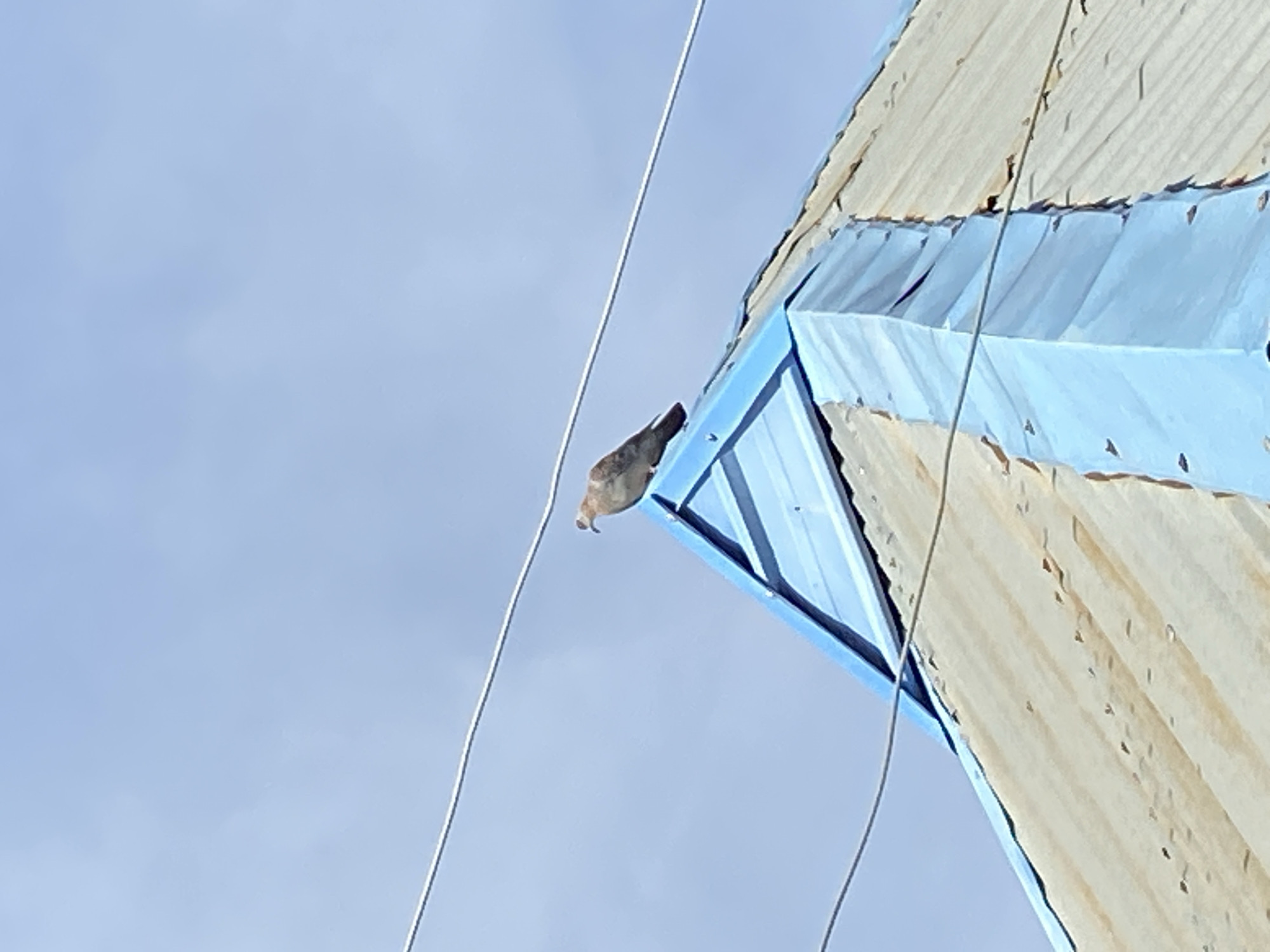 A pigeon perches on the edge of a blue and beige corrugated structure, possibly a building or part of a building, under a light blue sky in Bukuru, Nigeria. The bird faces left with its head slightly tilted downward. Electrical wires are visible stretching from the structure towards the left. The structure itself shows signs of age or wear.
