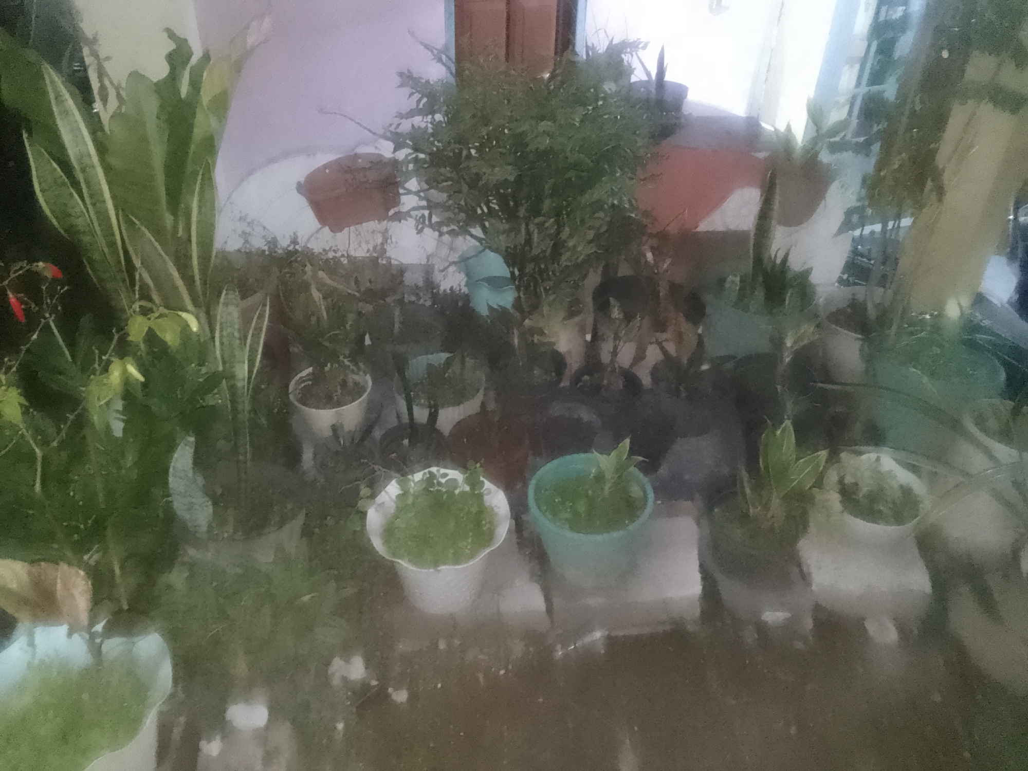 The image displays a collection of potted plants, primarily indoors, likely in a home or greenhouse setting. The plants are varied, including snake plants with their distinctive striped leaves, a lush green bush in the center, and several smaller potted plants with dense foliage. Some pots are white and scalloped, while others are a muted blue or green. The background consists of a light-colored wall, a wooden door frame, and a window that reflects a bright, possibly outdoor, scene. The overall lighting suggests it might be daytime, but the diffused light and slight blur could indicate an overcast day or that the photograph was taken through a window. The ground appears wet, hinting at recent rain or watering. The presence of multiple plants suggests a hobby of gardening or plant cultivation. There is no visible text in the image. The scene evokes a sense of calm and domesticity, with the plants appearing healthy and well-cared for. The location context of Cisarua, Indonesia, suggests a tropical or subtropical environment, which would be suitable for many of the depicted plant species.