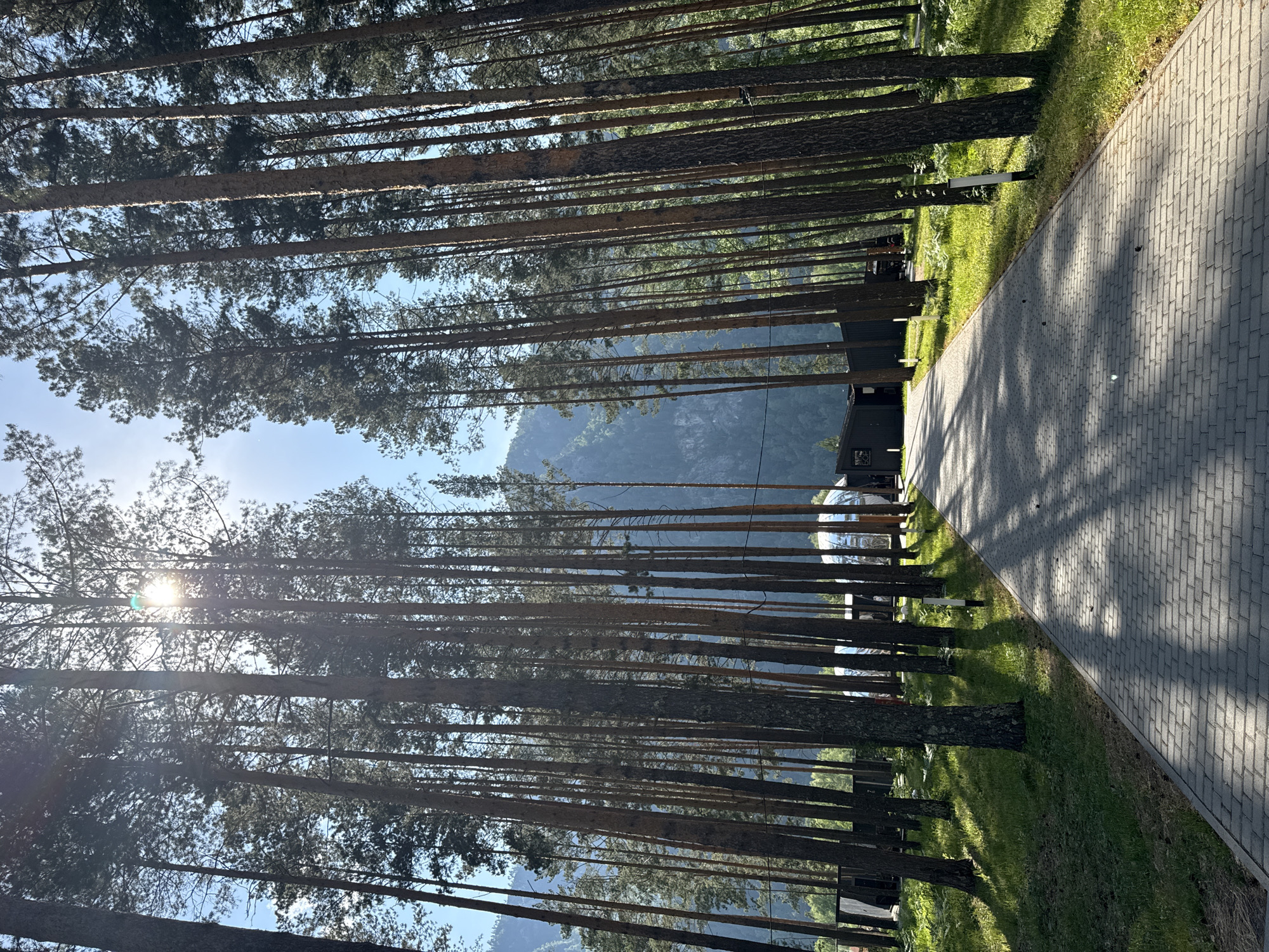 The image depicts a paved pathway leading through a dense pine forest in Ust'-Muny, Russia. The pathway is constructed of grey interlocking pavers and is partially shaded by the tall trees. To the left of the pathway, lush green grass and ferns grow, interspersed with the bases of the pine trees. In the background, several modern, dark-colored structures with sharp angles are visible, along with a large, spherical, silver-colored building. Further in the distance, a hazy, mountainous landscape is discernable. The sun is shining brightly through the upper branches of the pine trees, casting dappled shadows on the ground and pathway. The sky is a clear, light blue. There are no people visible in the image.