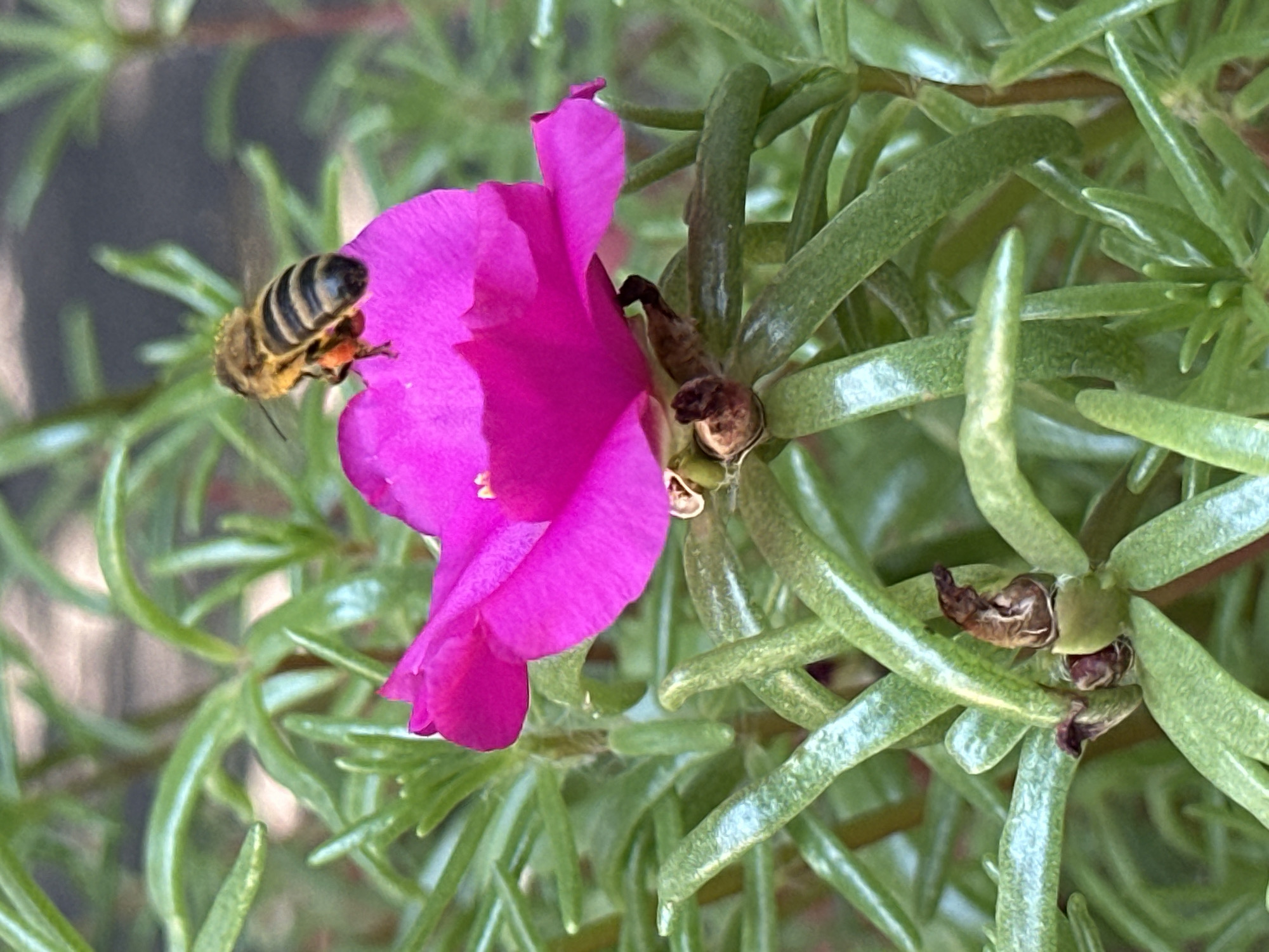 A close-up, eye-level shot captures a bee with black and yellow stripes collecting nectar from a vibrant pink flower. The bee is positioned on the petals of the flower, with its legs and proboscis extended. The flower, a single bloom, is surrounded by lush green foliage that fills the frame. The background is softly blurred, suggesting an outdoor environment. The overall lighting is natural, highlighting the textures and colors of the subject matter. The image is a still photograph, likely taken in Lobacheve, Ukraine, given the context provided.