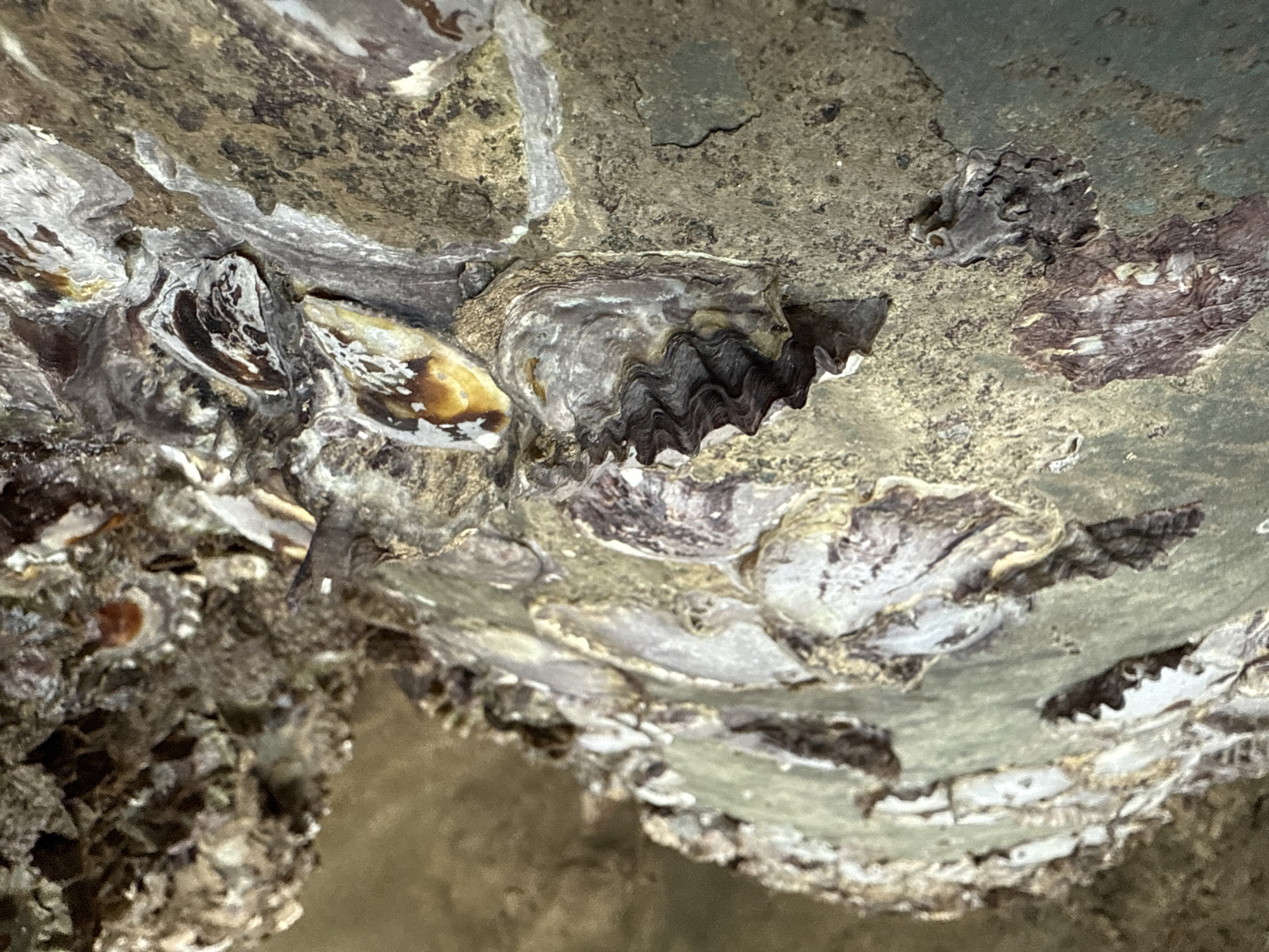 The image shows a close-up view of oyster shells encrusted on a rough, textured surface, possibly a rock or pier. The shells exhibit varied colors, including shades of white, gray, brown, and hints of orange and yellow. Some shells are broken, revealing their layered structure. The surface they are attached to is uneven and appears to be covered in algae or marine growth. The lighting suggests an outdoor environment, with shadows indicating the direction of light. The image is taken from a downward angle. The specific location in Kuta Selatan, Indonesia, is not visually identifiable from the provided image.