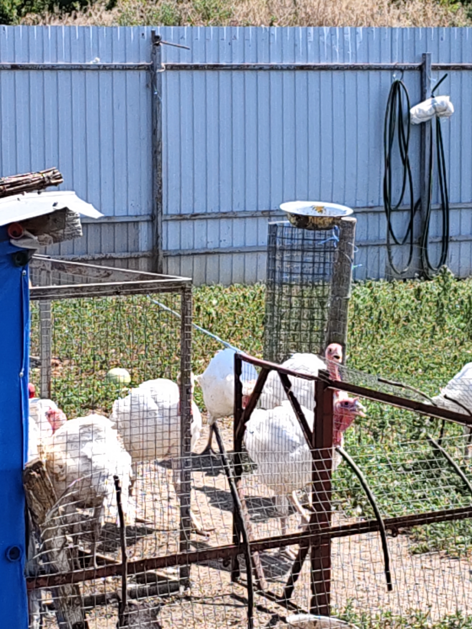 In Nizhnedonskoy, Russia, a backyard scene unfolds under a bright sun. A tall, weathered corrugated metal fence, painted a faded blue, forms the backdrop. Several white turkeys are contained within a fenced area, the enclosure constructed from wire mesh and metal framing. The turkeys are a mix of adult birds, some with distinctive red wattles on their necks. One turkey in the foreground is looking directly at the camera. A blue tarp covers part of a structure on the left side of the image, suggesting a shelter or coop. In the background, dense green foliage grows behind the fence. A coiled green hose hangs from a post, and a rusty metal basin sits atop a cylindrical object to the right of the fence. The ground within the enclosure appears to be dirt and scattered dry grass.