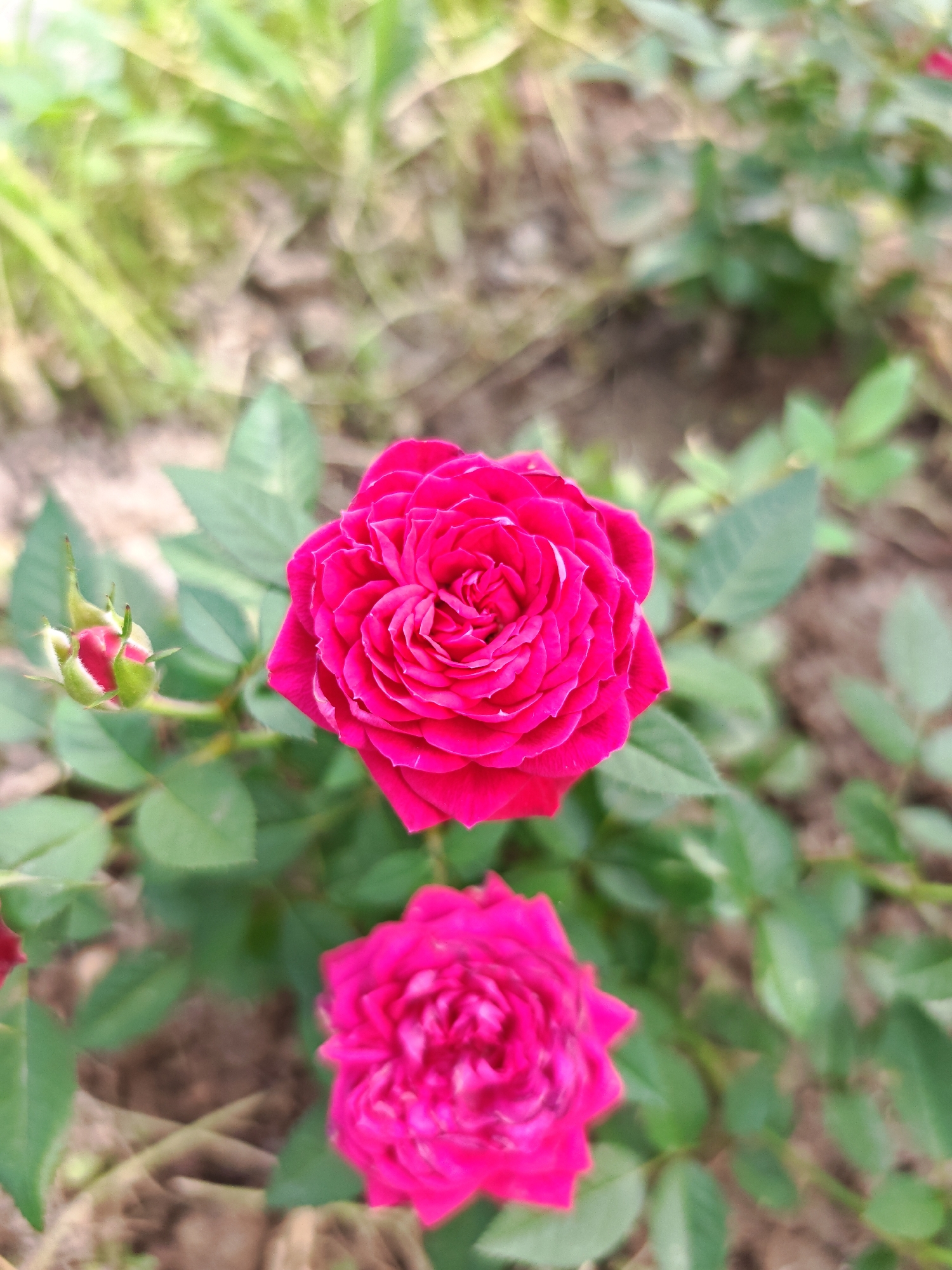 This is a close-up, top-down, slightly angled shot of a rose bush in Aisha, Russia. The bush has several vibrant pink roses and a closed bud. The roses have many tightly packed petals. The leaves are green and slightly out of focus. The background consists of blurred green foliage and brown soil. The lighting appears to be natural daylight, casting soft shadows. There are no people or animals visible in the image.