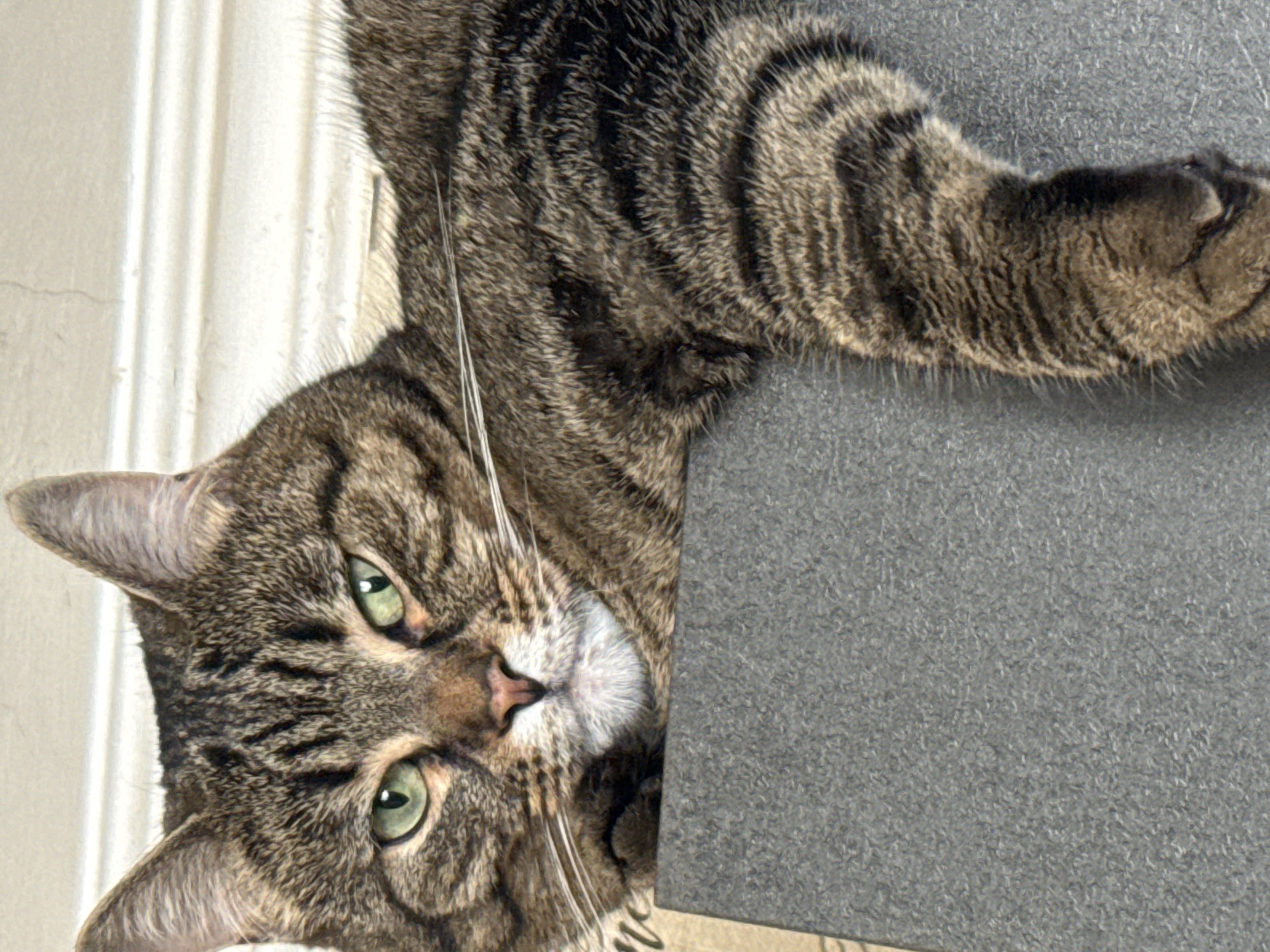A close-up, eye-level, medium shot captures a tabby cat reclining on a gray, textured surface, possibly a piece of furniture. The cat's body extends horizontally across the frame, with its head positioned on the left side, facing forward. Its green eyes are open and alert, with prominent white whiskers fanned out around its snout. The cat's fur displays a classic tabby pattern of brown, black, and tan stripes. The background consists of a white, textured wall with molding. The image does not contain information about its location in Simferopol, Ukraine.