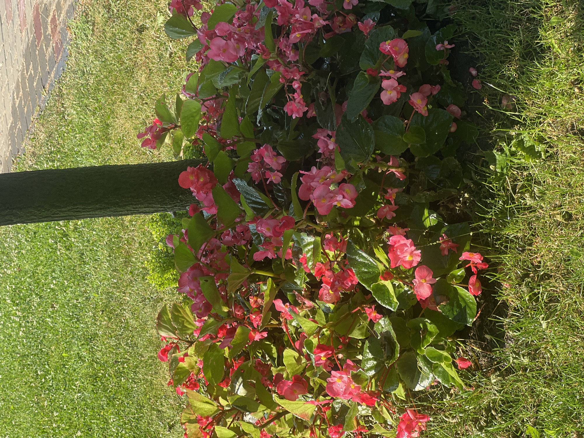 The image depicts a patch of vibrant pink begonias with lush green leaves, likely taken in the city of Iași, Romania, given the context. The flowers are clustered around the base of a tree trunk, which is visible on the left side of the frame. The ground surrounding the flower bed is covered in well-maintained green grass, with some patches of soil visible amongst the plants. In the background, a brick-paved pathway can be seen, suggesting an urban or park-like setting. The lighting suggests it is daytime, with sunlight casting shadows and highlighting the dewdrops on the leaves and petals. There are no people or animals visible in the image.