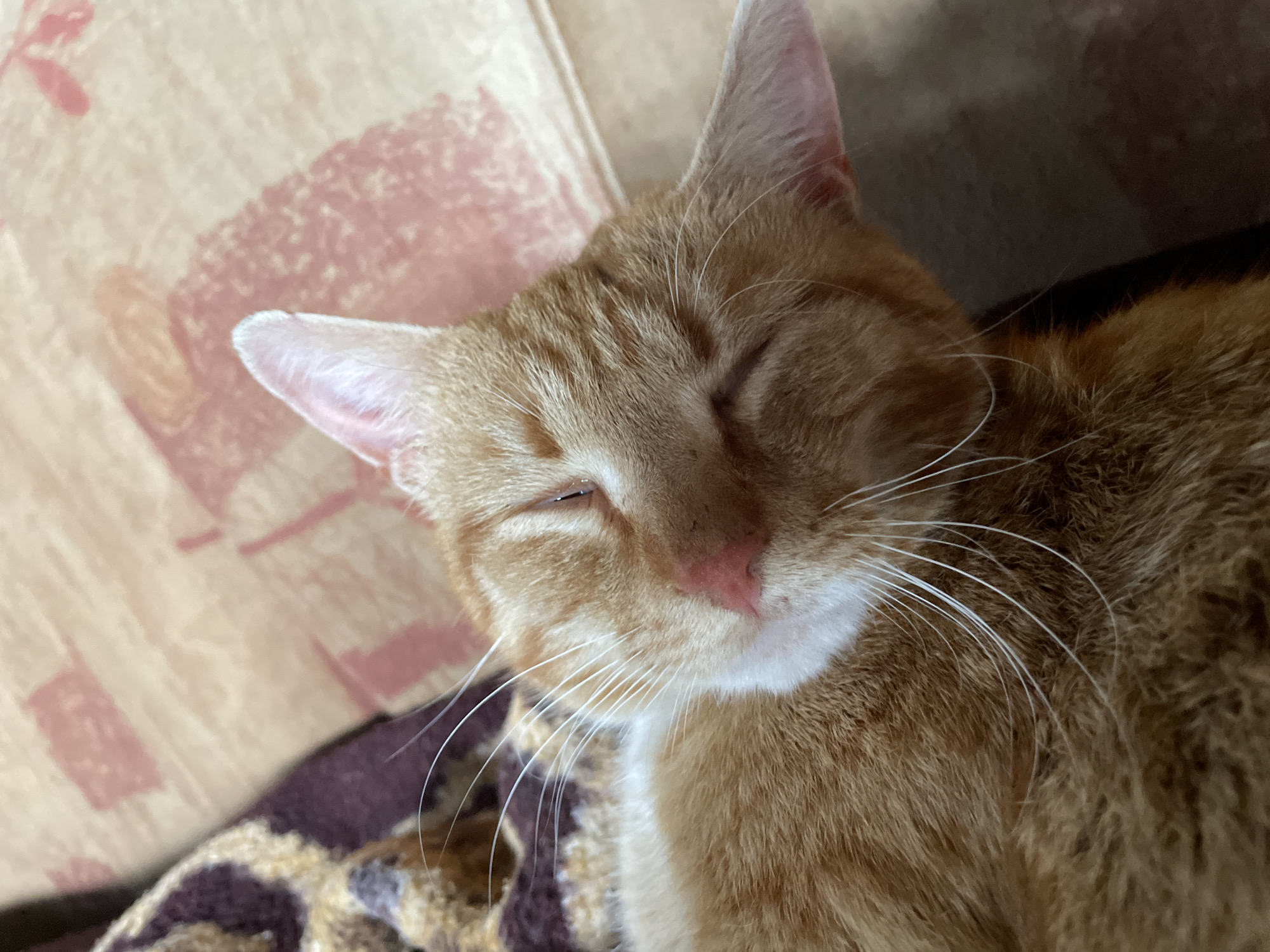 A close-up shot depicts an orange tabby cat sleeping on a patterned surface, possibly a blanket or cushion. The cat's eyes are closed, and it appears relaxed. The background is slightly out of focus, showing a wall or furniture with a muted color pattern. No indication the image was taken in Zlatograd, Bulgaria.