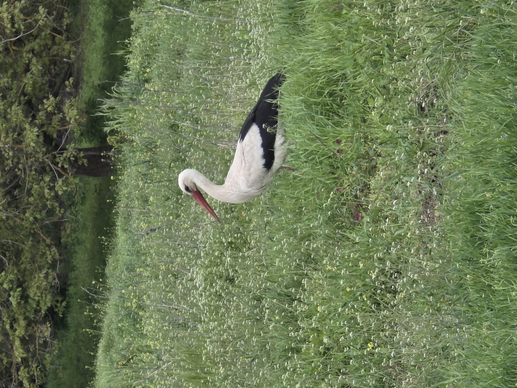 An image, rotated 90 degrees clockwise, captures a white stork foraging in a vibrant green field in Staroseltsi, Bulgaria. The stork, visible from its head to its mid-body, has predominantly white plumage with distinct black primary feathers on its wings and a long, reddish-orange beak. Its head is bent downwards, eyes seemingly focused on the dense grass and small white and yellow wildflowers, indicating it is searching for food. The background consists of more blurred green vegetation and the dark trunks and green foliage of trees to the left, suggesting a natural habitat or edge of a wooded area. The lighting appears soft and natural, typical of daytime with possibly an overcast sky. There is no visible text.