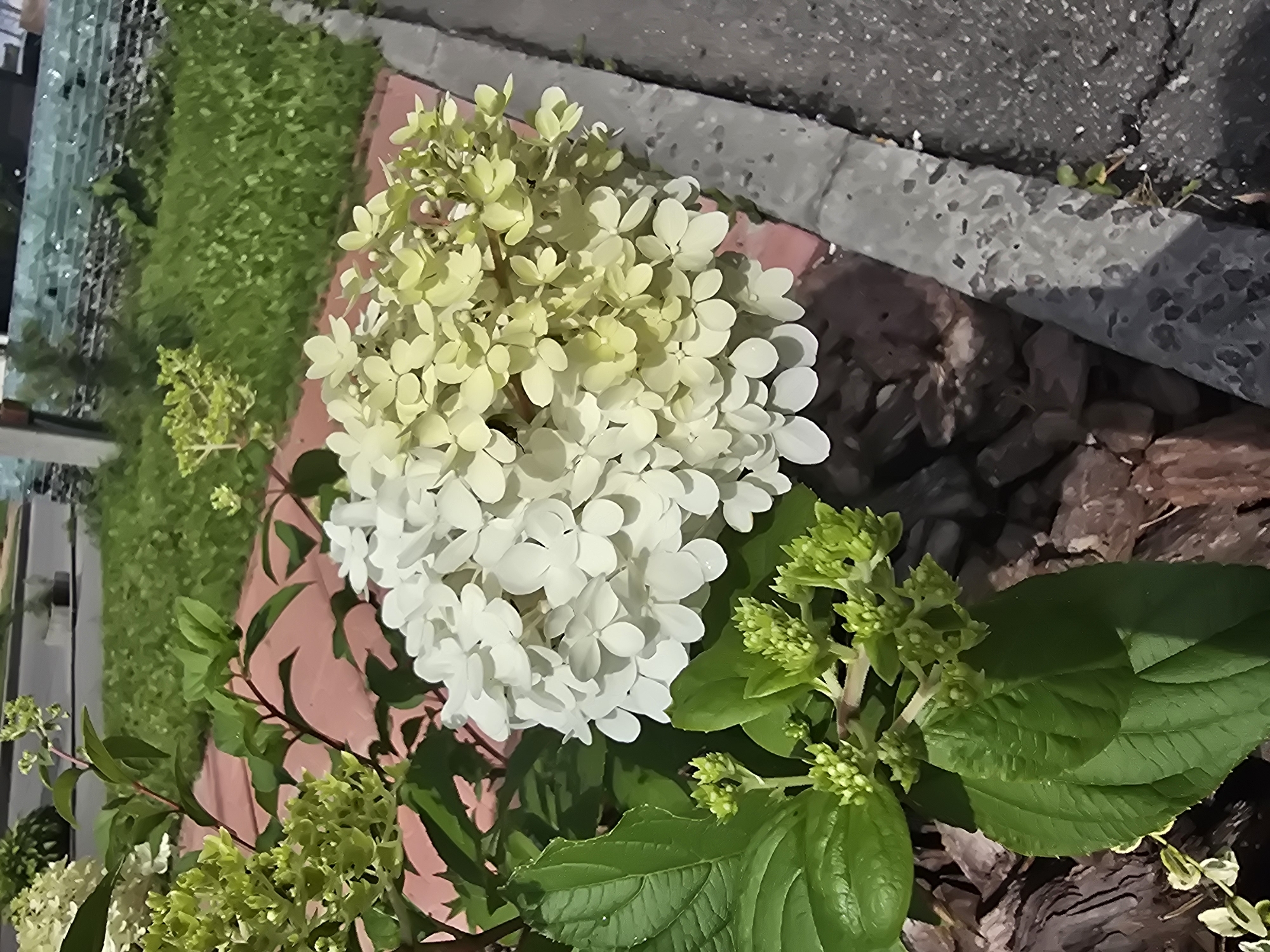 A close-up, vertical, eye-level shot captures a cluster of white and pale green hydrangeas in Sofiivska Borshchahivka, Ukraine. The flowers, dense and cone-shaped, transition from white on the left to a pale yellow-green on the right. Beneath them, large, dark green leaves are visible, along with emerging buds on smaller stems. The hydrangeas are planted in a bed of dark brown mulch. To the right, a grey concrete curb separates the garden bed from a dark grey asphalt surface, likely a sidewalk or road, which appears wet in patches. In the background, a strip of vibrant green grass is bordered by a pinkish-red brick path. Further back, a black metal fence topped with decorative glass shards is visible, with some foliage beyond it. The overall scene suggests an outdoor setting, possibly a garden or park, on a bright day.