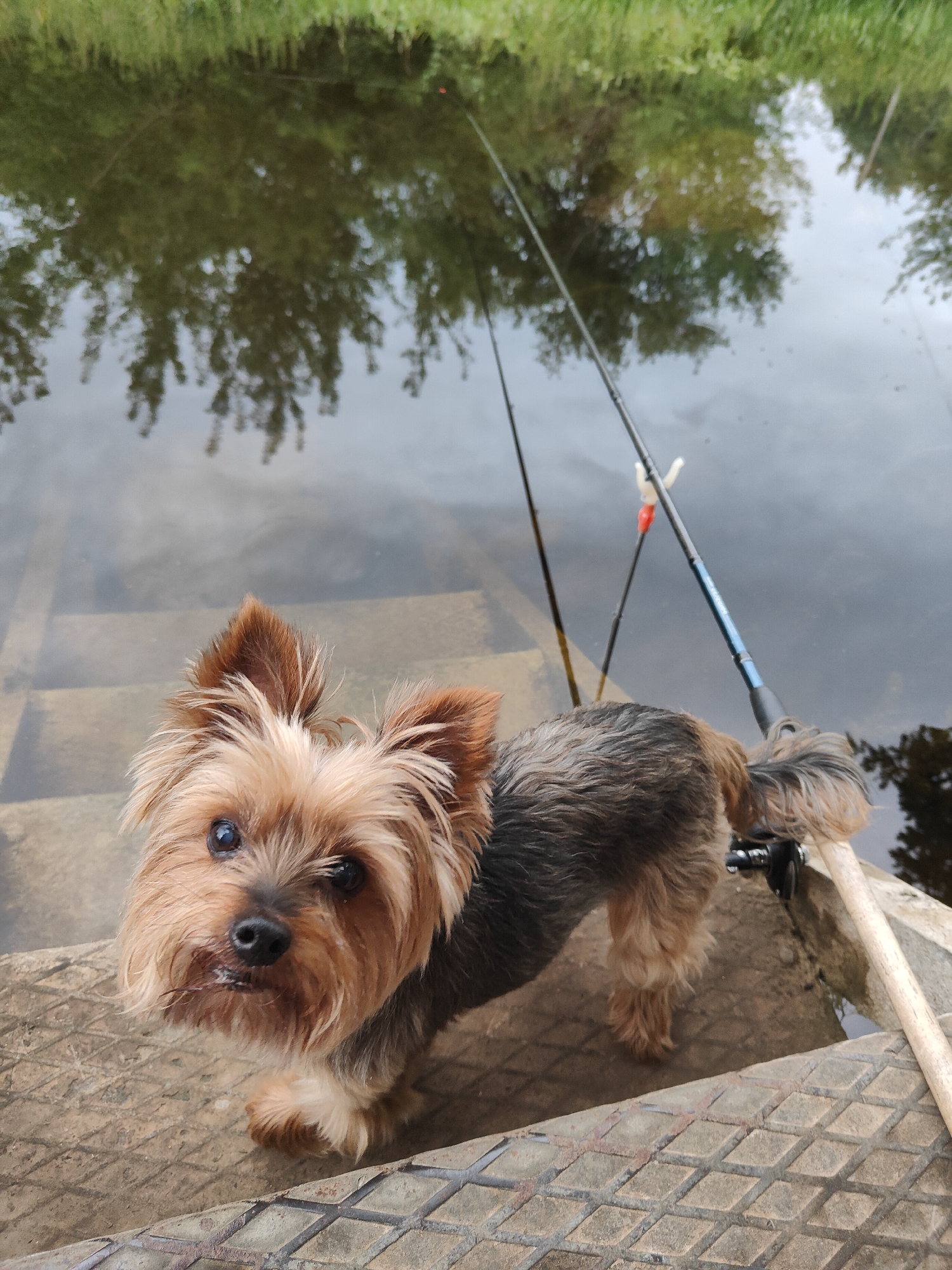 A small Yorkshire Terrier stands on a textured surface near the edge of a body of water. The dog is facing the camera, with its head tilted slightly. Two fishing rods are visible in the background, propped up and leaning over the water. The water's surface reflects trees and greenery. The textured surface appears to be made of concrete or a similar material, possibly a dock or steps leading into the water. The overall scene suggests an outdoor setting, likely near a river or lake, where fishing is taking place.