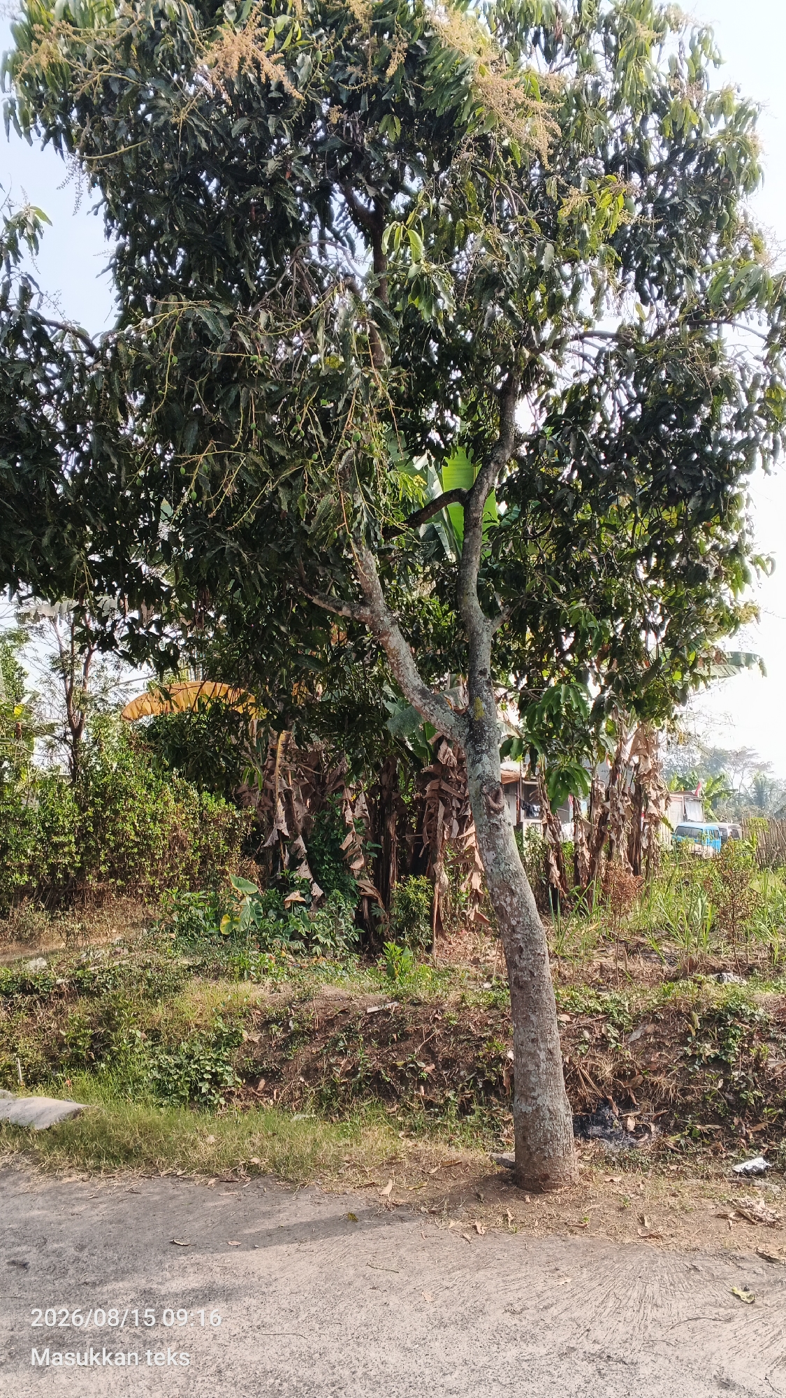 A mature tree with dense green foliage stands prominently in the foreground, its trunk weathered and leaning slightly to the right. The tree is in bloom, with clusters of small, light-colored flowers visible among its leaves. Behind the main tree, a dense thicket of vegetation is present, including what appear to be banana trees with their characteristic large leaves and dried stalks. In the background, a few buildings are partially visible, along with a blue vehicle. The ground in the foreground is a paved surface, likely a road or pathway, with scattered dry leaves and grass. The scene appears to be outdoors in a rural or semi-rural setting. The image is timestamped with "2026/08/15 09:16".