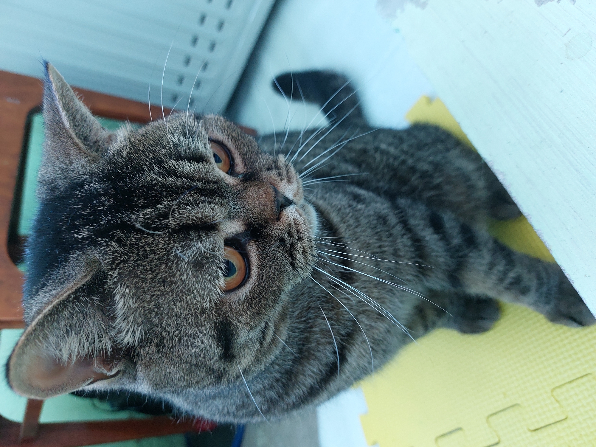 A close-up, slightly angled shot shows a tabby cat with distinctive grey and black markings and amber eyes. The cat is sitting on a textured yellow mat, with its paws visible. A light blue surface is in the foreground, and a wooden chair and a light blue corrugated wall are in the background. The image was taken in Chaikovsky, Russia.