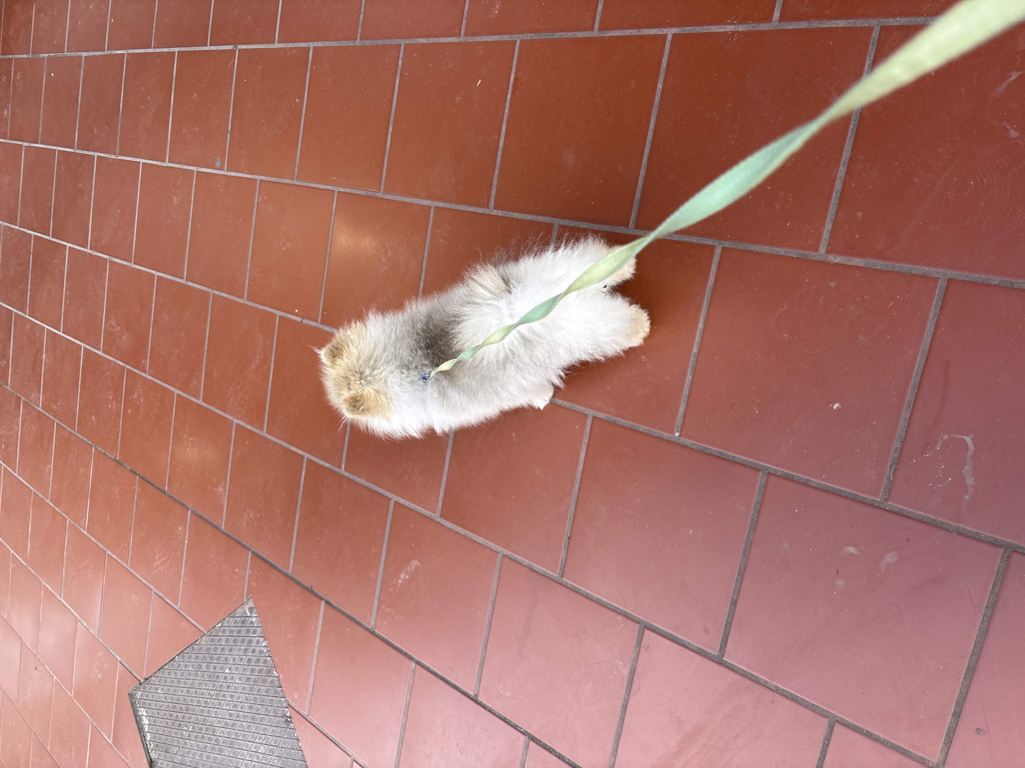 The image shows a small, fluffy dog on a red-tiled surface. The dog is mostly white with gray and tan markings, and it is attached to a light green leash. The background consists of a patterned tiled ground, and a portion of a metal grate is visible in the lower left corner. The location, Plovdiv, Bulgaria is not visually discernible from the image.