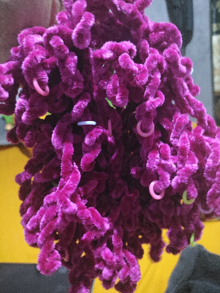The close-up image displays a dense cluster of dark pink or magenta, fuzzy, intertwined strands. These strands have a soft, plush, and somewhat coiled or worm-like appearance, resembling chenille yarn or certain types of flowering plants. They form a thick, organic mass that fills the majority of the frame.

Scattered throughout the fuzzy material are several small, C-shaped plastic rings. These rings vary in color, with visible examples including light pink, light blue or lavender, and a hint of light green. They appear randomly placed among the magenta strands.

The background is out of focus, featuring broad areas of bright yellow, particularly on the left and bottom right, contrasting with darker, indistinct shapes that suggest an indoor or shaded environment. There is no discernible activity taking place, and no people are visible. The image emphasizes texture and vibrant color. No text is present. The specific location cues for Pubian, Indonesia are not discernible from the visual content.