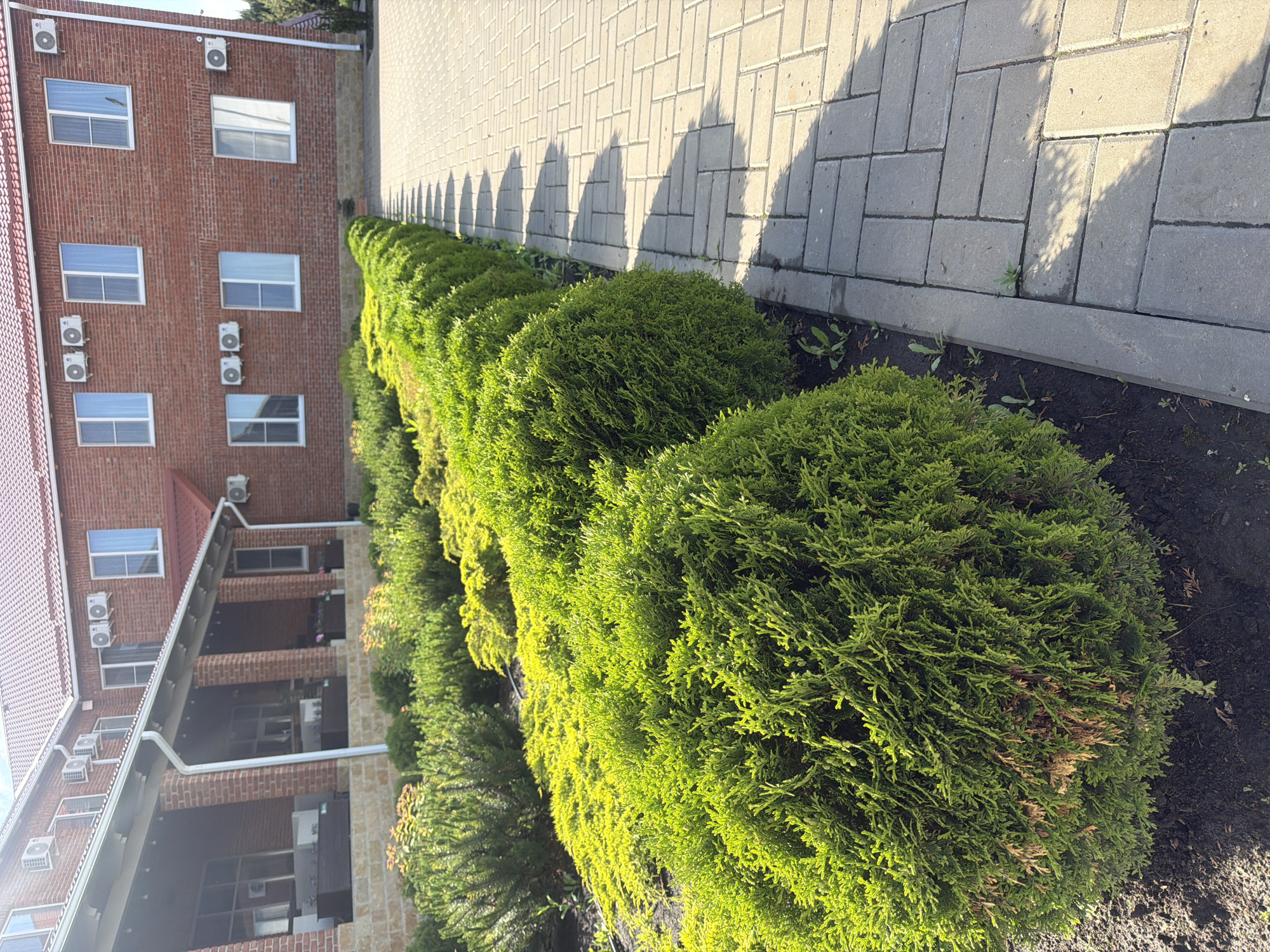 The image shows a row of neatly trimmed, spherical bushes lining a paved walkway next to a brick building. The building has multiple windows and air conditioning units attached to its exterior. The paving stones are light grey and rectangular, with shadows cast across them. The location appears to be an urban or suburban area in Ovoshchnoy, Russia.