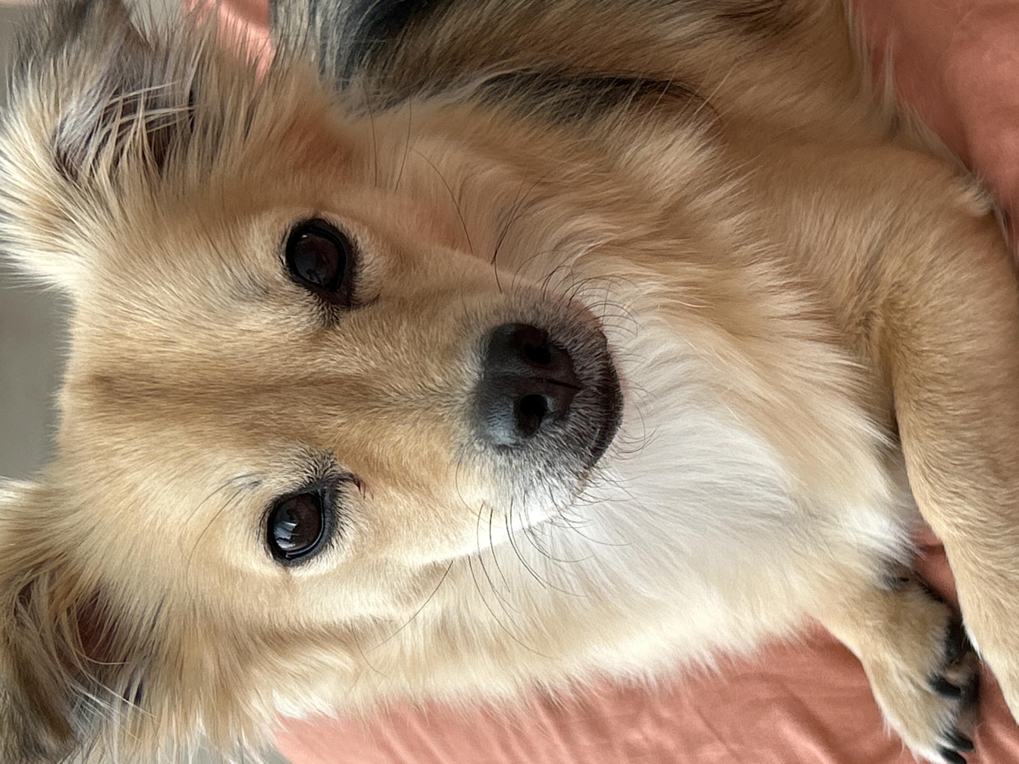 A close-up, portrait-style photograph captures the head and upper body of a small, long-haired dog. The dog has light brown fur with darker brown and black markings on its ears and back. Its eyes are dark brown and wide, and its nose is black. The dog is lying on a textured, coral-colored surface. The background is out of focus, with hints of a soft, peachy color. No people are visible in the image. The photograph appears to have been taken indoors, as indicated by the lighting and the soft texture of the surface the dog is resting on. The exact location in Kuta Selatan, Indonesia, cannot be determined from the image alone.