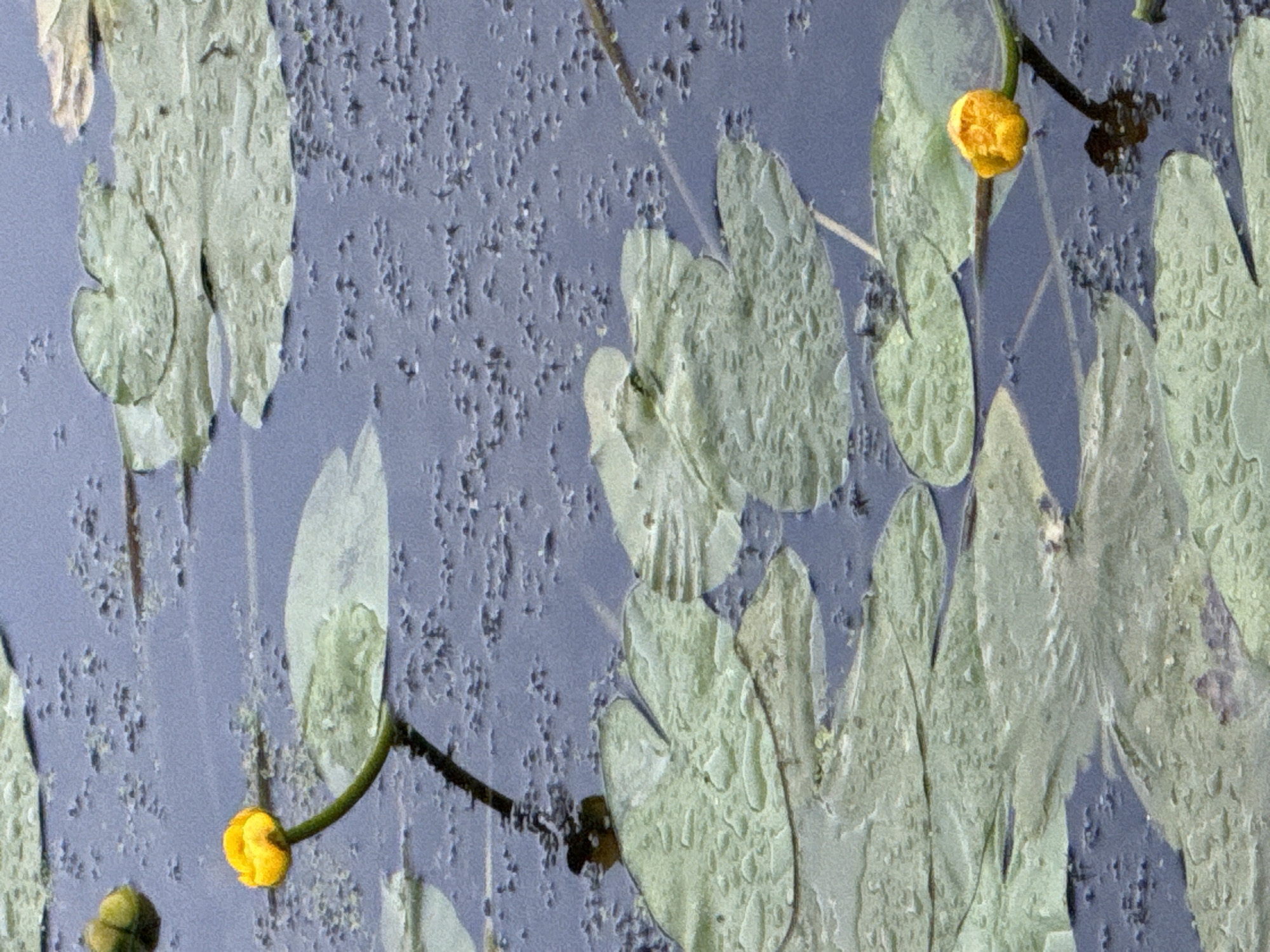 This image is a close-up shot of a pond filled with water lily pads and yellow water lily flowers. The water is a dark, murky blue with small, dark particles floating on the surface. Several large, green water lily pads, some with water droplets on them, are spread across the surface of the water. Two yellow water lily flowers are visible, one in the upper left portion of the image and another in the lower right. The flowers are bud-like and appear to be just opening. The scene is serene and natural, suggesting a peaceful environment. There are no people or animals visible in the image. The image does not provide any specific information about its location in Moscow, Russia, or any other geographical details.