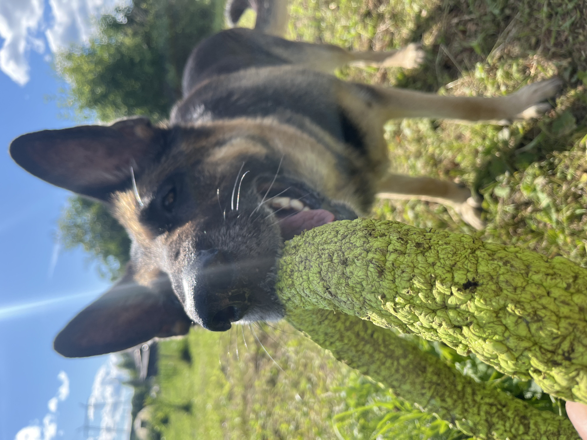 In this outdoor shot, a German Shepherd dog is intensely focused on a bright green, textured object held close to its snout. The dog's mouth is open, with its teeth visible, suggesting it's playing with or chewing on the object. The dog's fur is a mix of black, brown, and tan, typical of the breed. Its ears are perked, and its eyes are looking towards the object.
The setting appears to be a grassy area with trees and vegetation in the background, which are slightly blurred due to the shallow depth of field. The sky is blue with some white clouds, indicating a clear day. The sunlight is strong, casting shadows and creating lens flare on the left side of the image. The overall lighting and the presence of greenery suggest it's daytime, likely late morning or afternoon, and the weather is pleasant. The orientation of the image is slightly tilted. There is no visible text in the media. The scene conveys a sense of playful energy and engagement between the dog and its toy.
