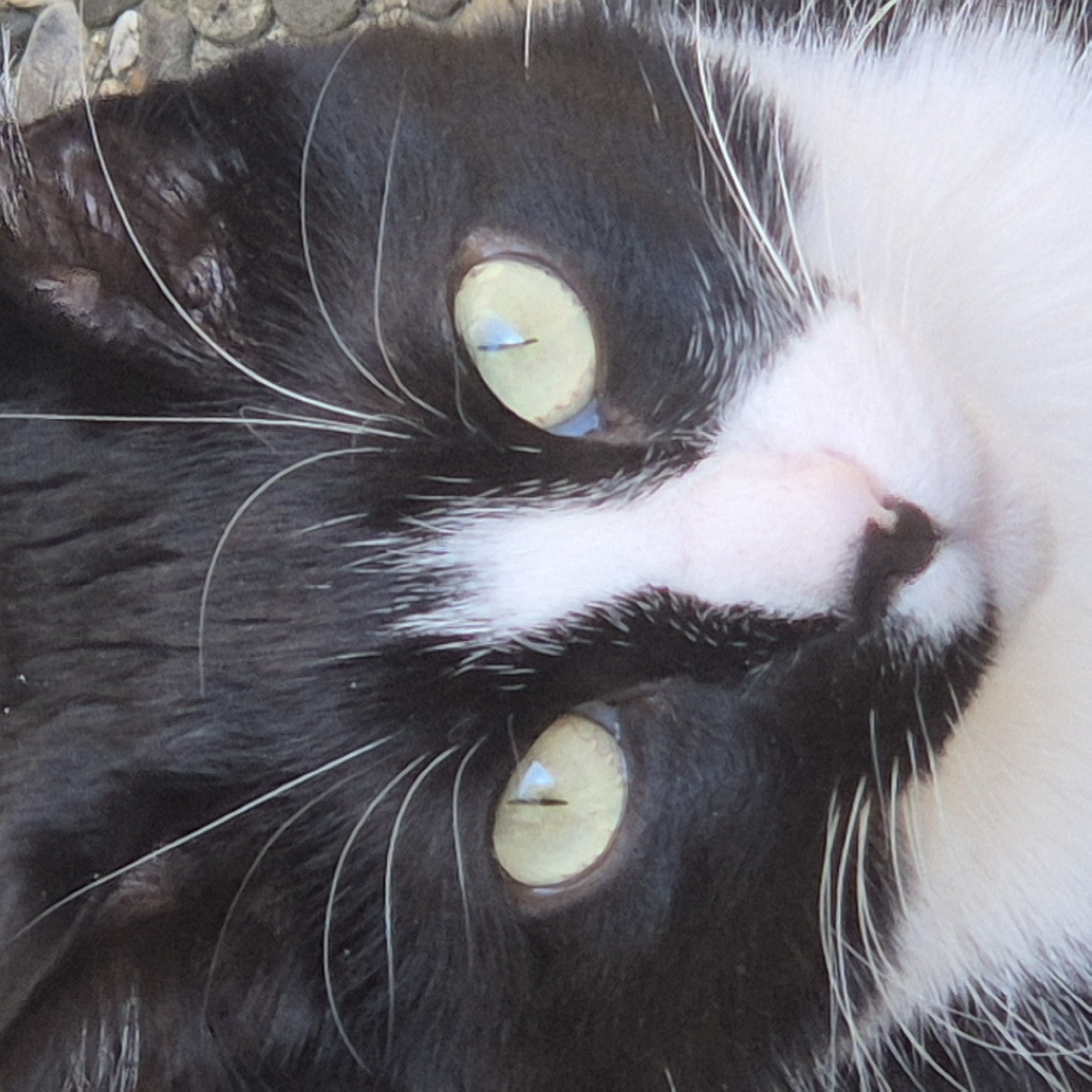 The image shows a close-up of a black and white cat lying on its back, with its head tilted. The cat has pale yellow eyes with narrow, vertical pupils. Its fur is predominantly black on the left side and white on the right, with numerous white whiskers. The background is out of focus and appears to be a surface with small pebbles. There is no indication that the location is Strasbourg, France.