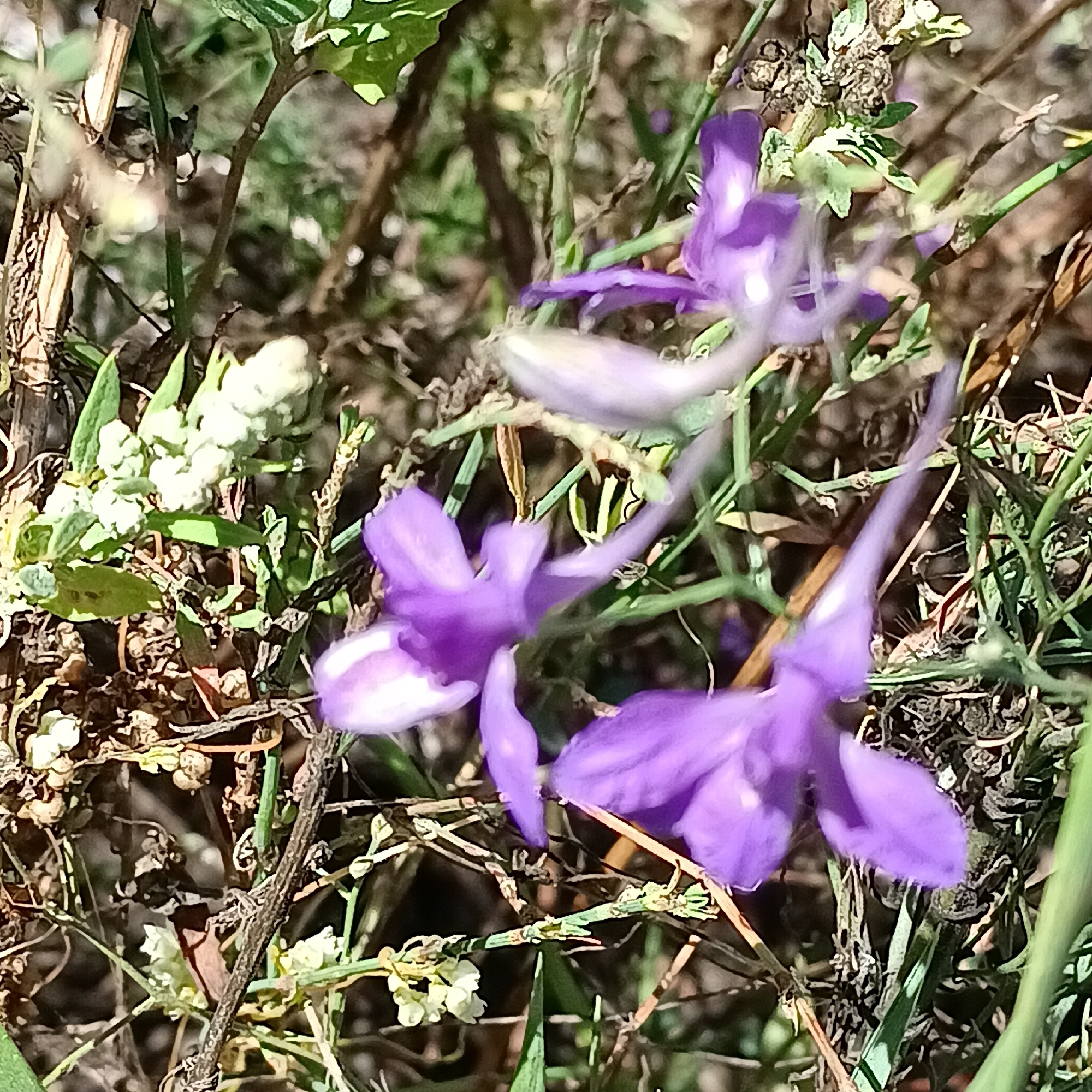 The image depicts a close-up view of several purple flowers amidst dry grass and foliage, likely taken in an outdoor natural setting. The lighting suggests it is daytime. There are no people or animals visible in the scene. The focus is on the delicate structure of the flowers, with some appearing in sharper focus than others. The background is blurred, creating a bokeh effect that highlights the foreground subjects. The environment appears somewhat dry and unkempt, with visible branches and dead vegetation interspersed with the green leaves and purple blooms. There is no specific indication of the location within Tornovoe, Russia, as the image solely focuses on the flora.