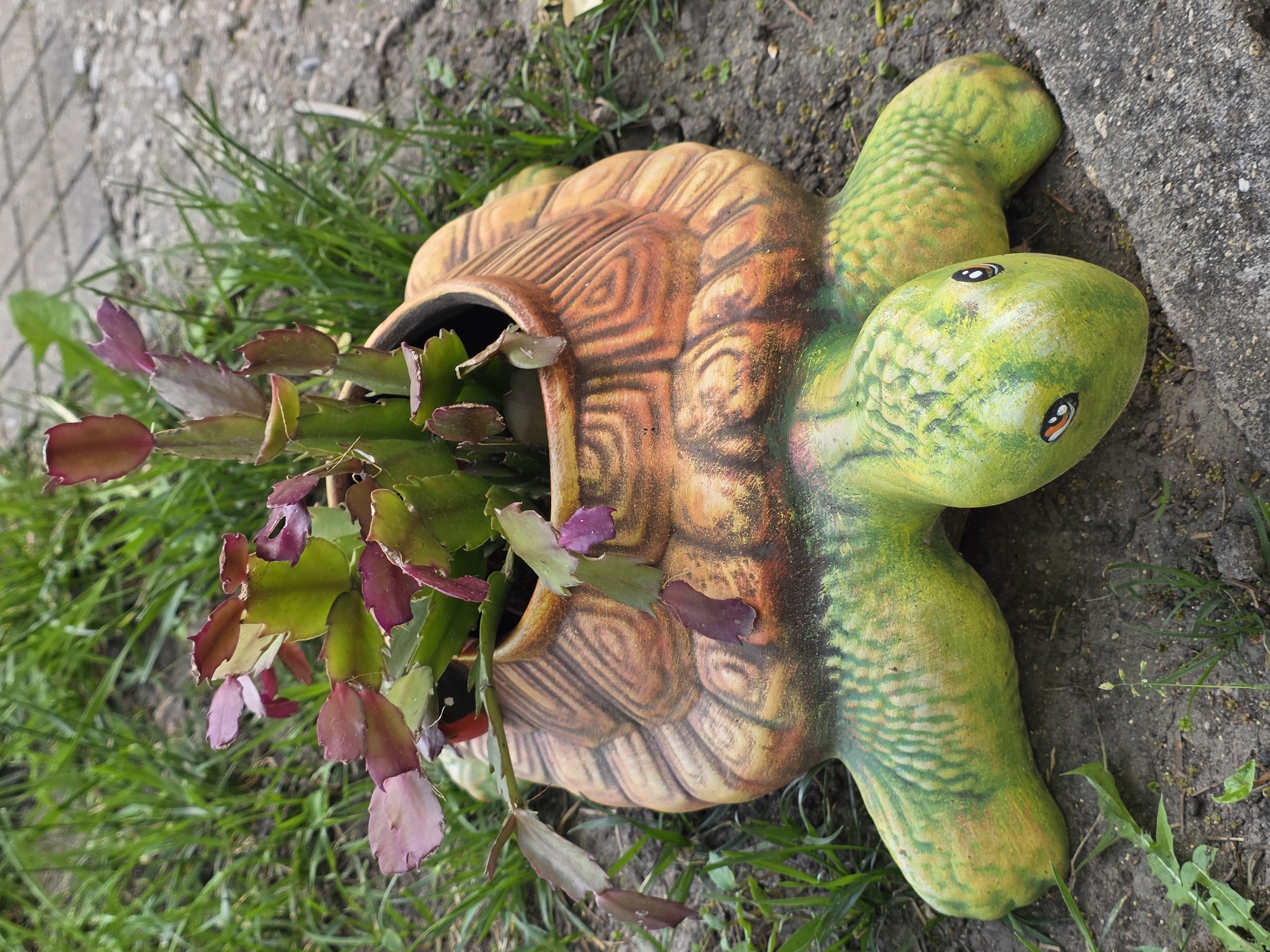 A high-angle outdoor shot shows a turtle-shaped planter on the ground, filled with a plant. The planter's shell is brown and orange with carved lines resembling shell segments, and the head and legs are green with yellow markings. A plant with dark green stems and red-tinged leaves is growing from the planter's opening. The planter sits on grass and soil, close to a gray concrete surface. The scene appears to be in a garden or similar outdoor setting. The location of the image is Yagodovo, Bulgaria.
