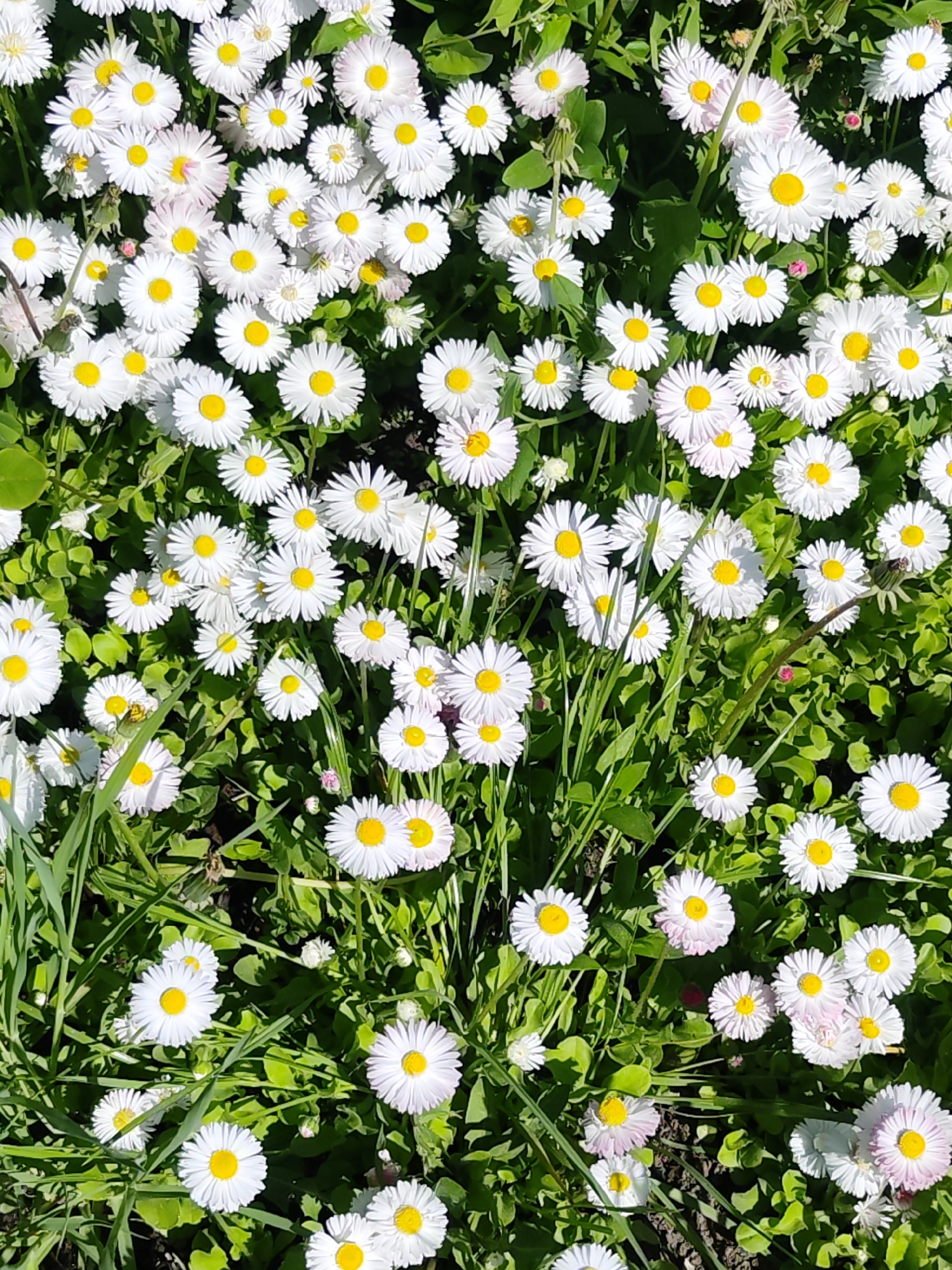 The image shows a dense cluster of white daisies with yellow centers, interspersed with green grass and leaves. The flowers are tightly packed, creating a continuous field of white and yellow. The scene appears to be a natural outdoor setting. There is no specific information to confirm the location as Chaikovsky, Russia, or any people, actions or interactions evident.