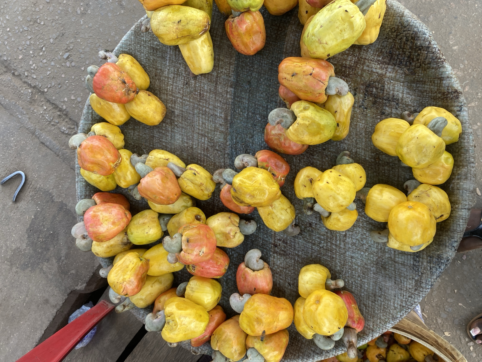 The image depicts a quantity of cashew fruits, consisting of the colorful cashew apple and attached cashew nut, spread across a dark gray, circular, woven mat or basket. The cashew apples exhibit a range of colors, primarily bright yellow, alongside orange and red-orange specimens, with some displaying greenish-yellow tones. Each apple has a single, kidney-shaped, gray-green cashew nut attached at its base. A small bee is visible on one of the yellow cashew apples towards the left-center. The woven display surface is positioned on a ground composed of light brown/gray concrete or packed dirt, containing small aggregate. To the left, a wooden surface is partially visible, alongside a red object that appears to be part of a handle or container, and a crumpled plastic bag underneath. A bent metal hook is present on the ground in the upper right quadrant. Portions of two human feet, wearing dark sandals, are visible at the lower left and lower right edges of the frame. The scene is situated in Sabon Tasha, Nigeria.