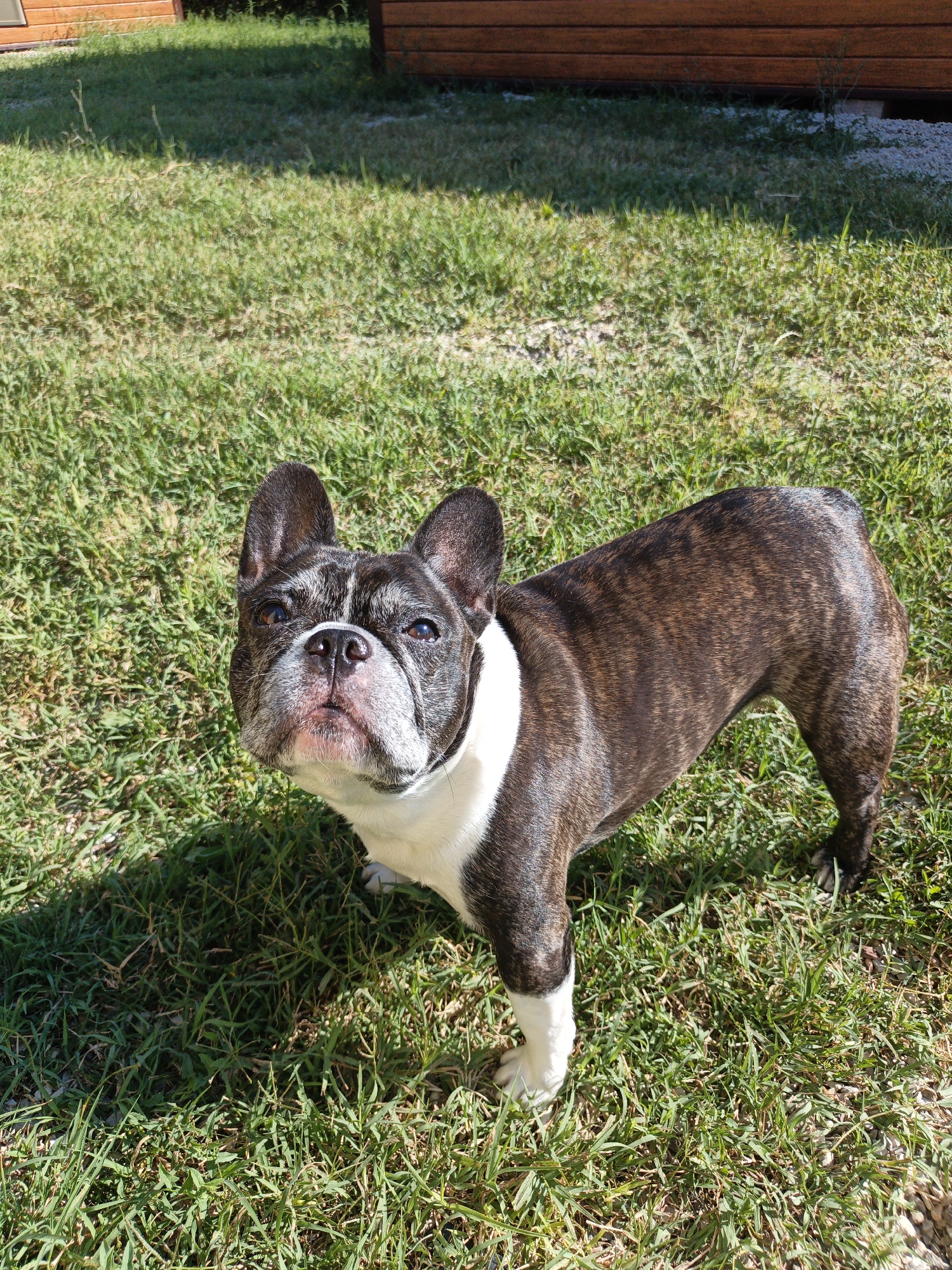 A brindle and white French Bulldog stands on a patch of green grass. The dog is facing forward and looking upwards. The background consists of a wooden structure and more grass. The scene is outdoors.