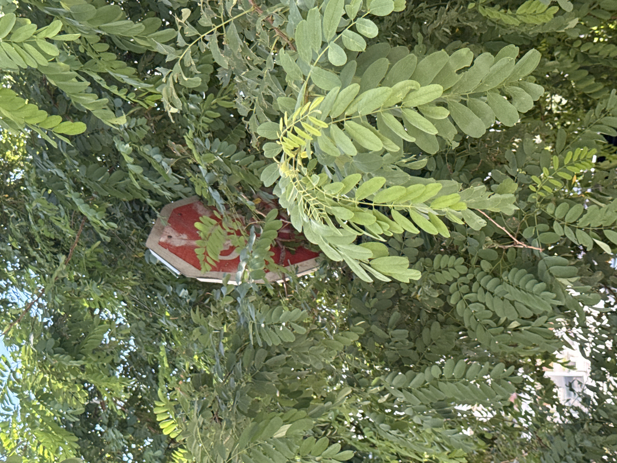 A partially obscured red and white octagonal sign, possibly a stop sign, is visible amidst dense green foliage of a tree. The sign is positioned vertically and its reflection can be seen in a blurry background. The setting appears to be outdoors, with sunlight filtering through the leaves, suggesting a daytime scene. The location is identified as Rafailovići, Montenegro.